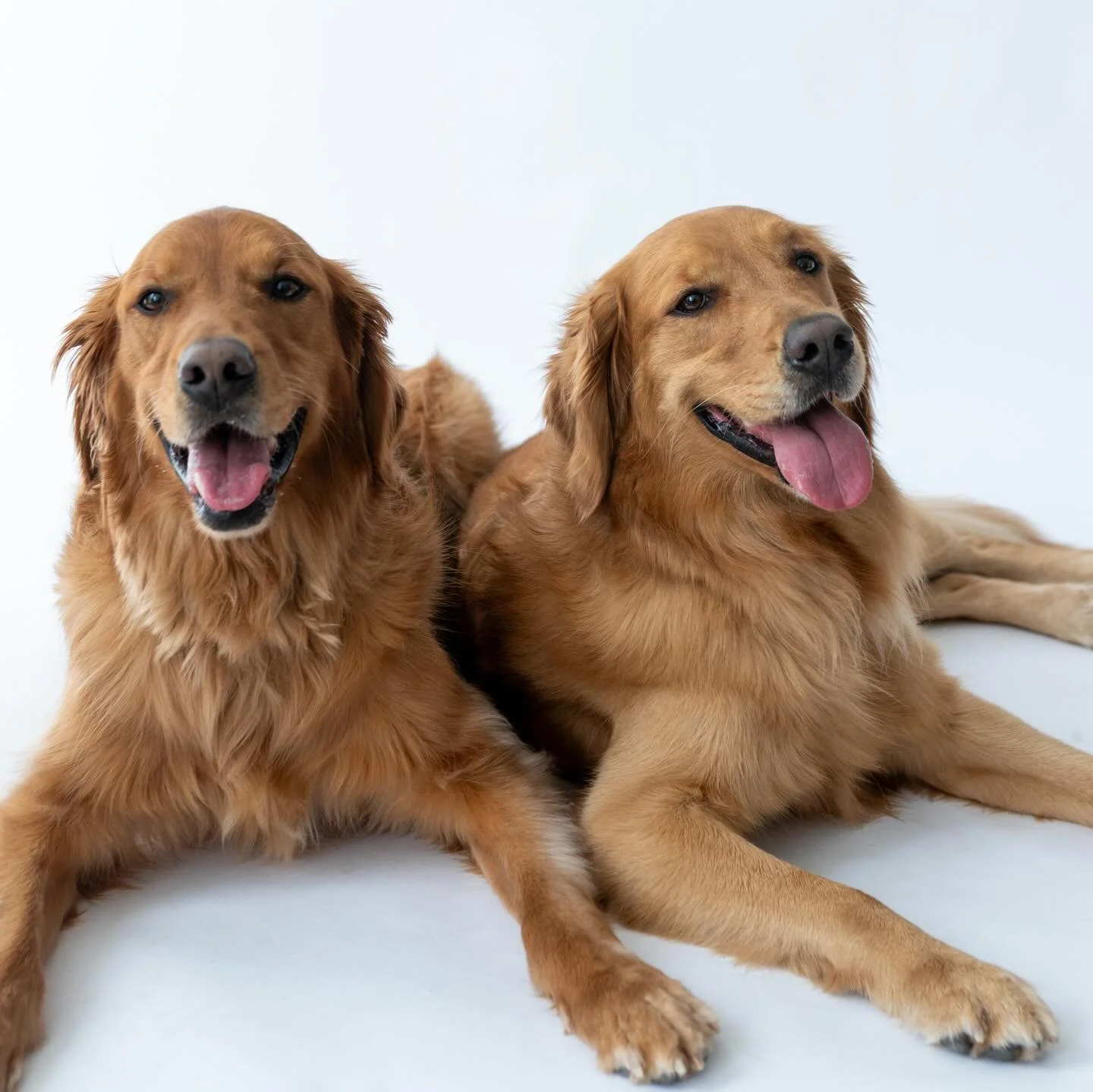 There&rsquo;s a special place in my heart for Golden Retrievers. Decker &amp; Berkeley We&rsquo;re sweethearts. 

#goldenretrieverlovers #scottsdaledogs #phoenixdogphotographer #dogportraits #dogsiblings