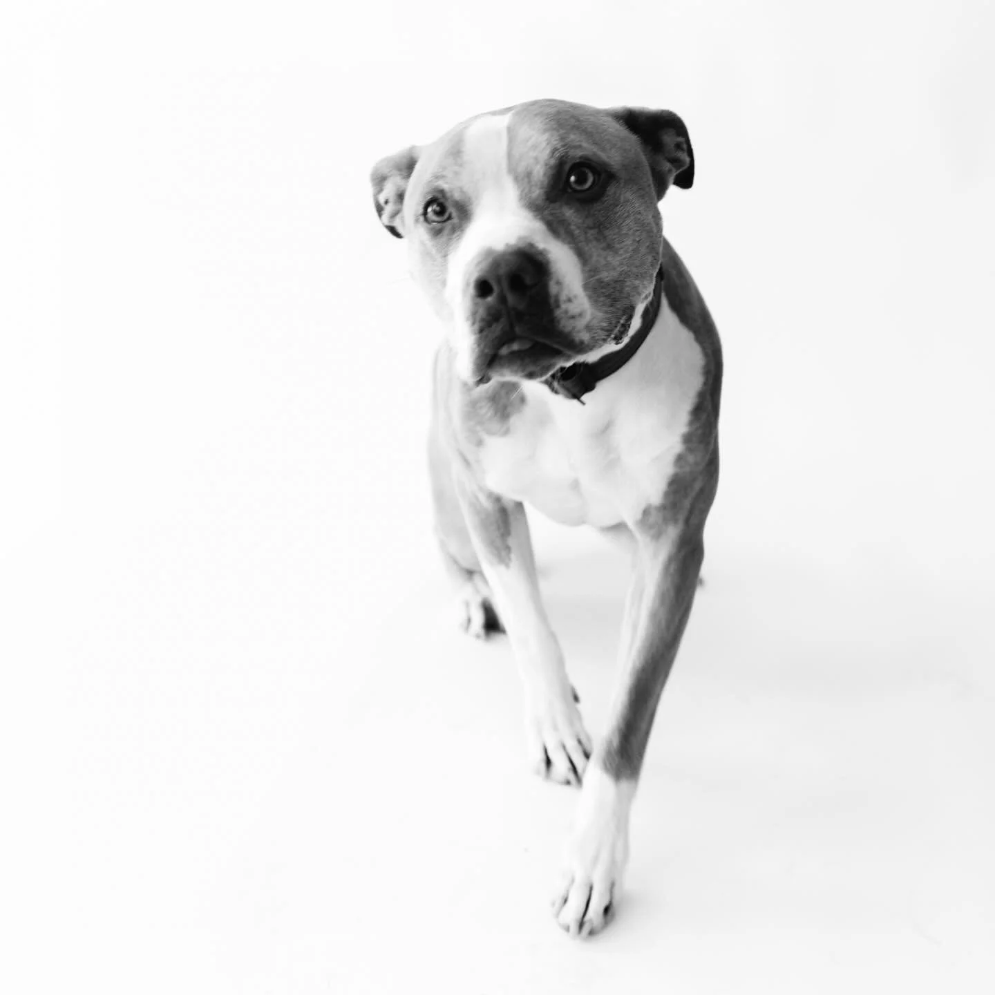 Oh hey there. Happy Wednesday. 

#dogphotography #phoenixdogs #azdogphotographer #pitbullbreed #blackandwhitephotography
