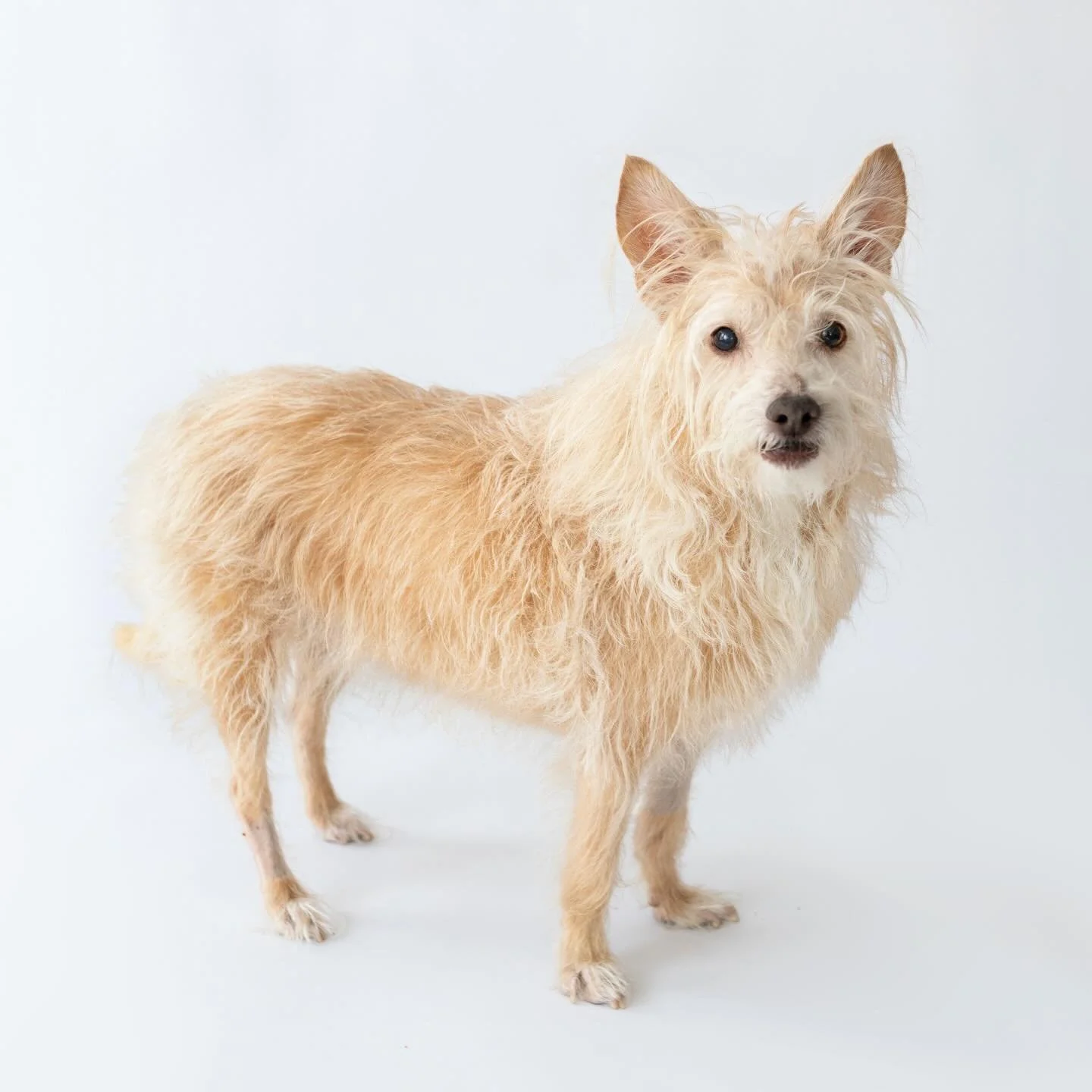 Juniper, I miss you. 💛💛💛 

#dogportraits #inlovewithdogs #phoenixdogphotographer #mesadogphotographer #mustlovedogs