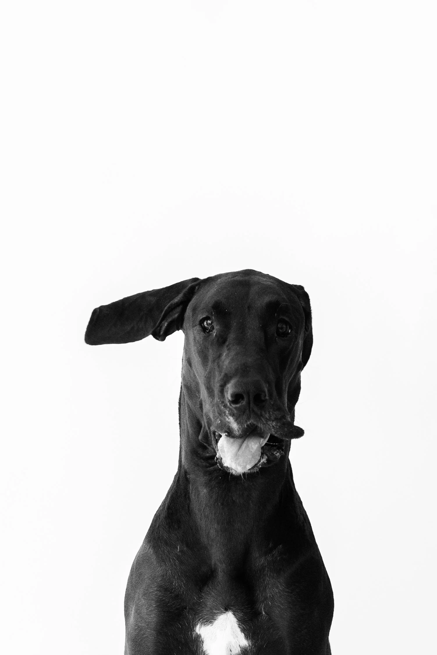 A striking brown rescue dog with beautiful markings, captured in a modern pet photography session. FurrHaus highlights the individuality and charm of every rescue pup.