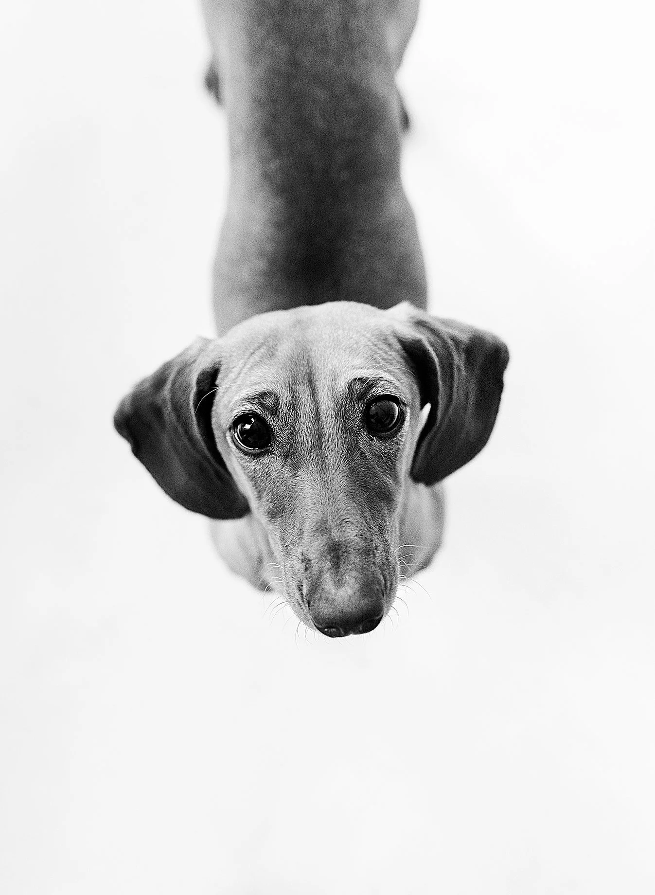 dog photos scottsdale.jpg