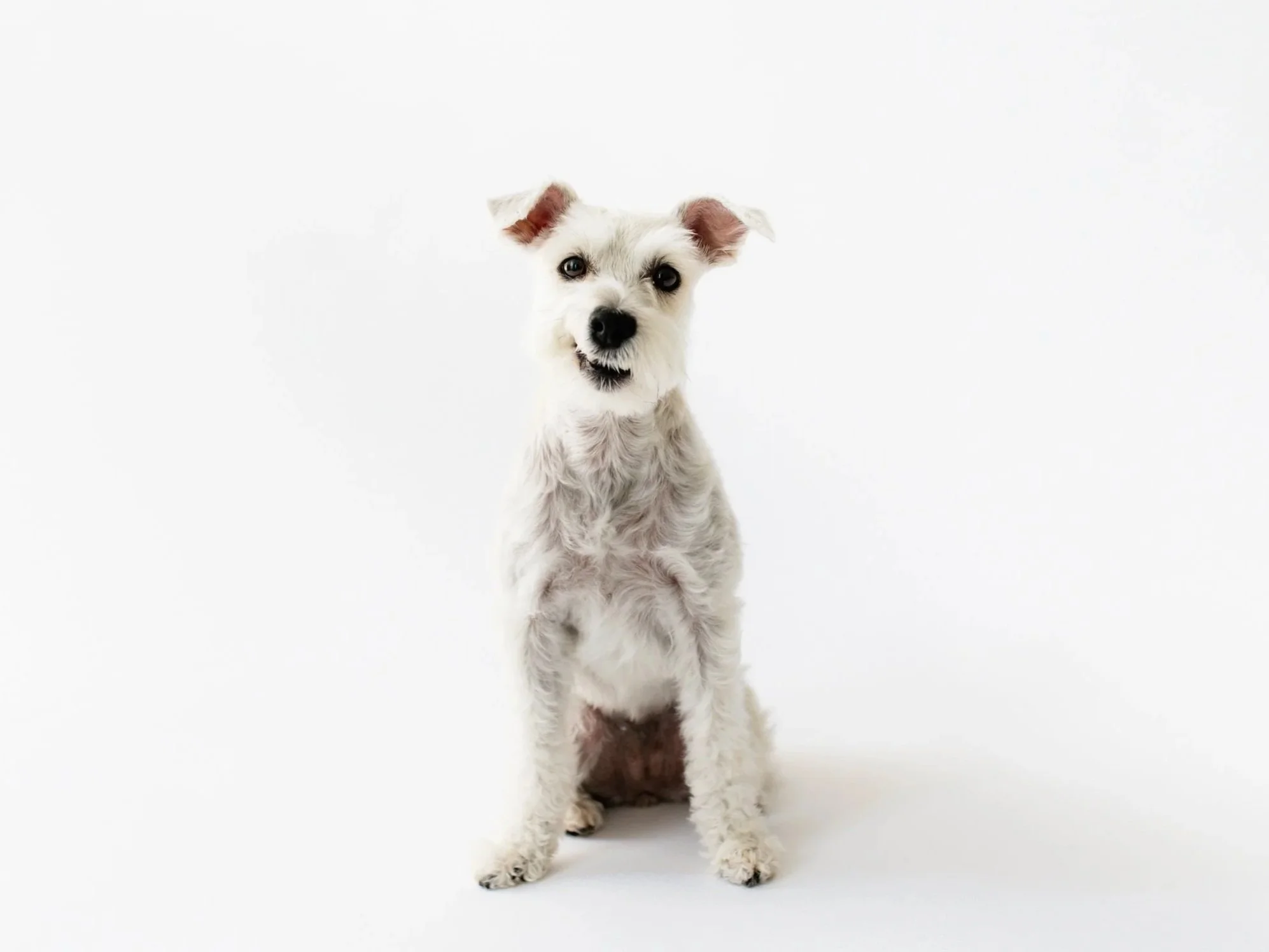 Studio portrait of Sweet Mac, a stunning black and white long-haired dog with soulful eyes. FurrHaus captures timeless, expressive pet photography that showcases every dog's unique beauty.