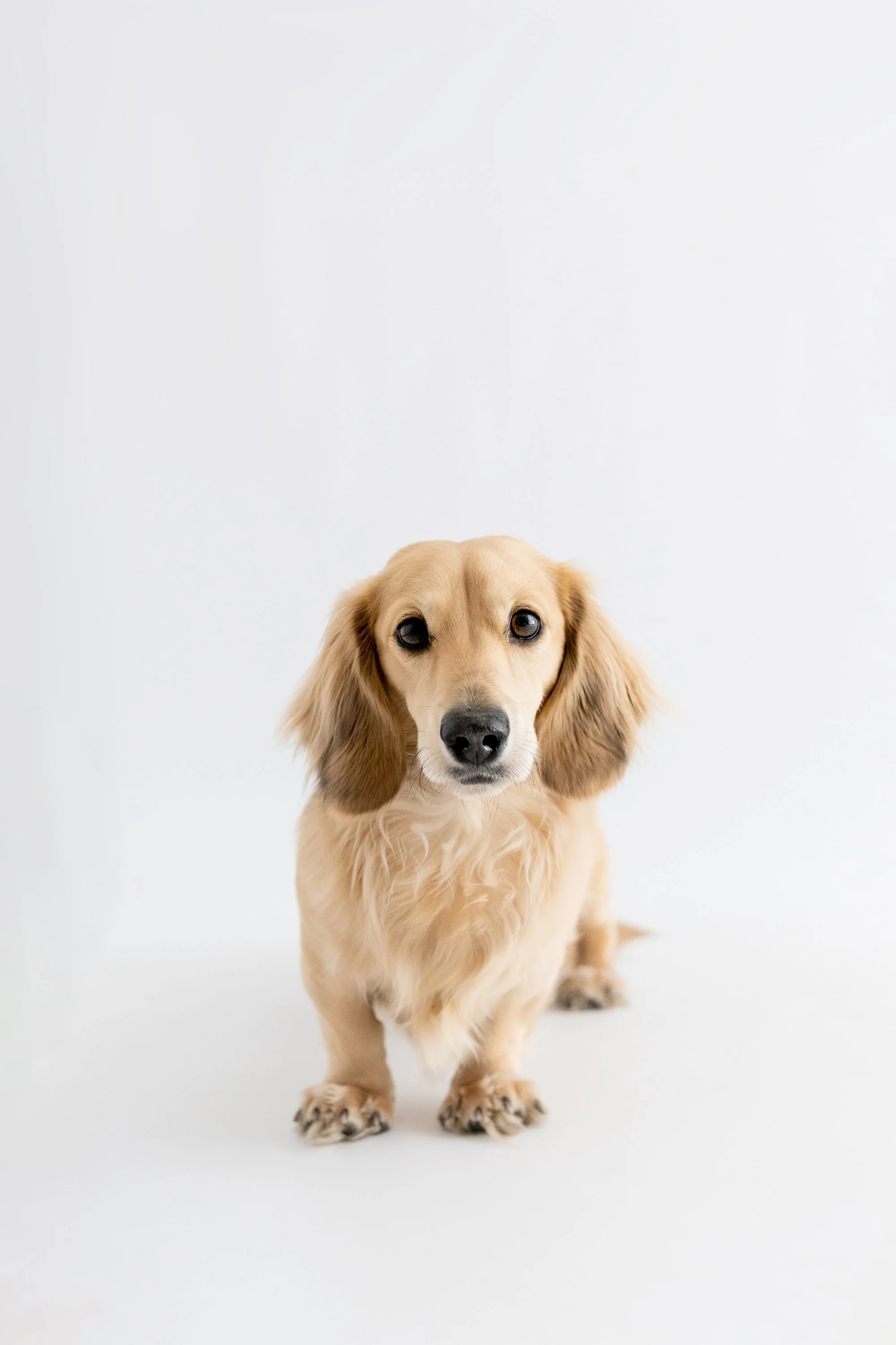 Howie+Stella_2126.JPG