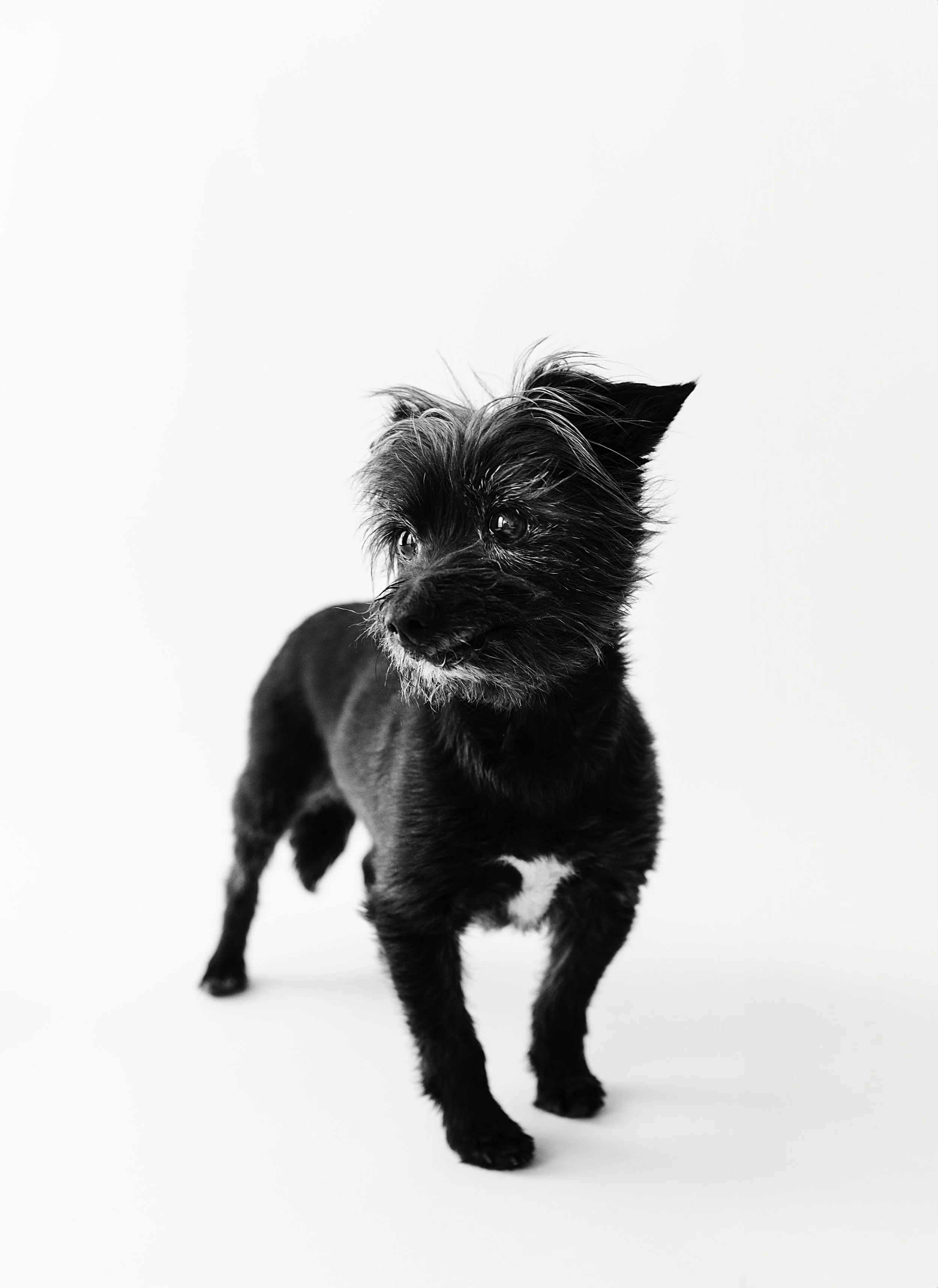 black-dog-portrait.jpg