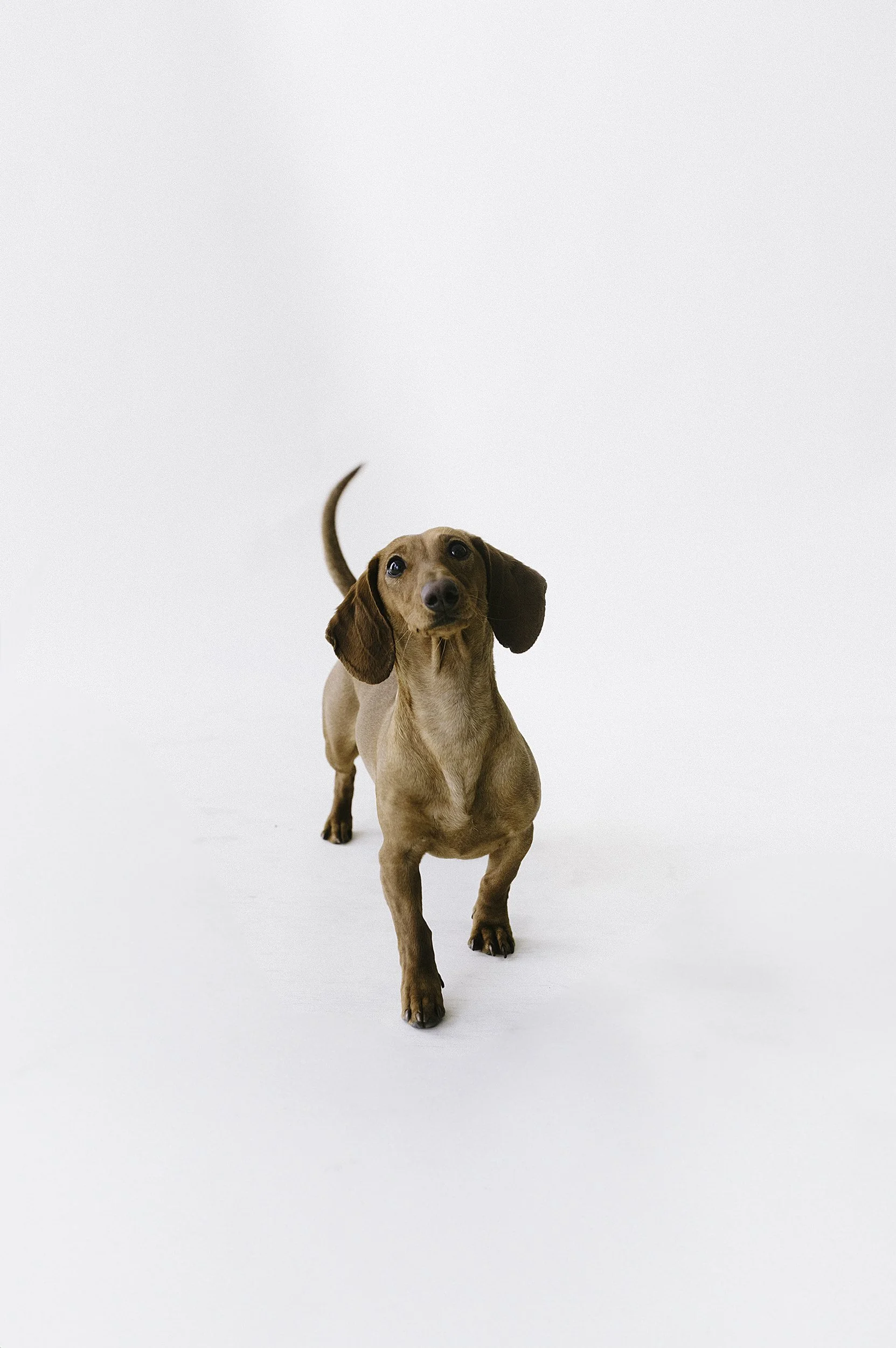 weiner dog photographer.jpg