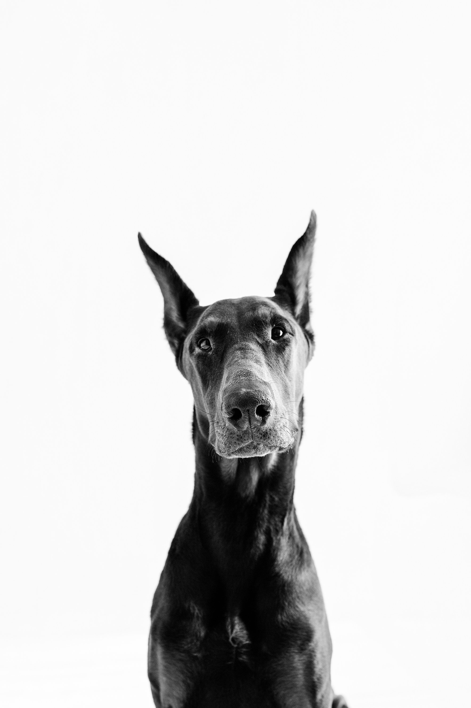 A dog with a fluffy coat resting on a cushioned sofa, looking intently to the side in a black-and-white photo.