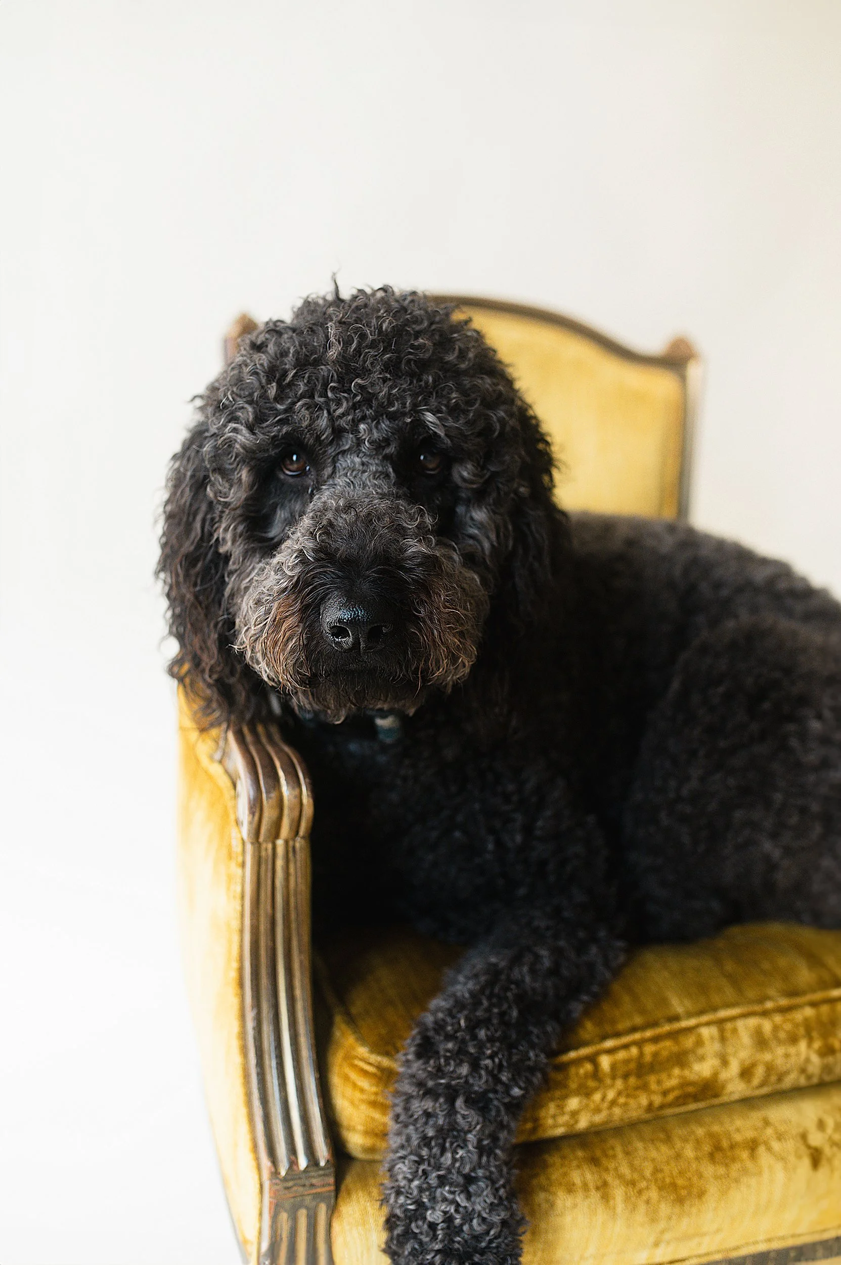 Gilbert pet photographer of dogs 131.JPG