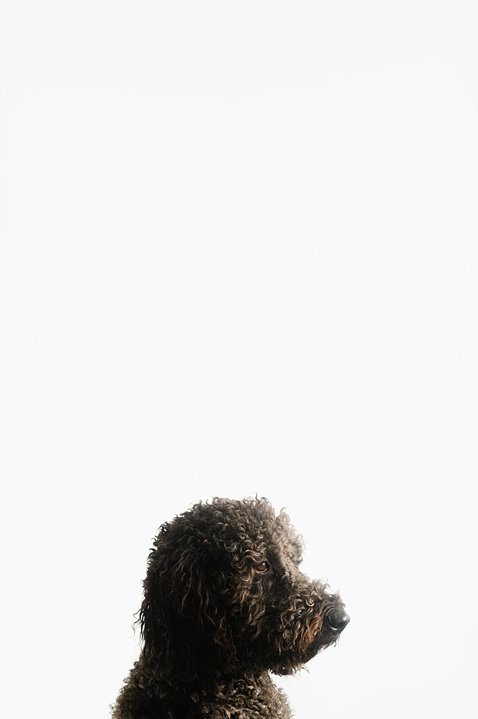 Gilbert pet photographer of dogs 129.JPG