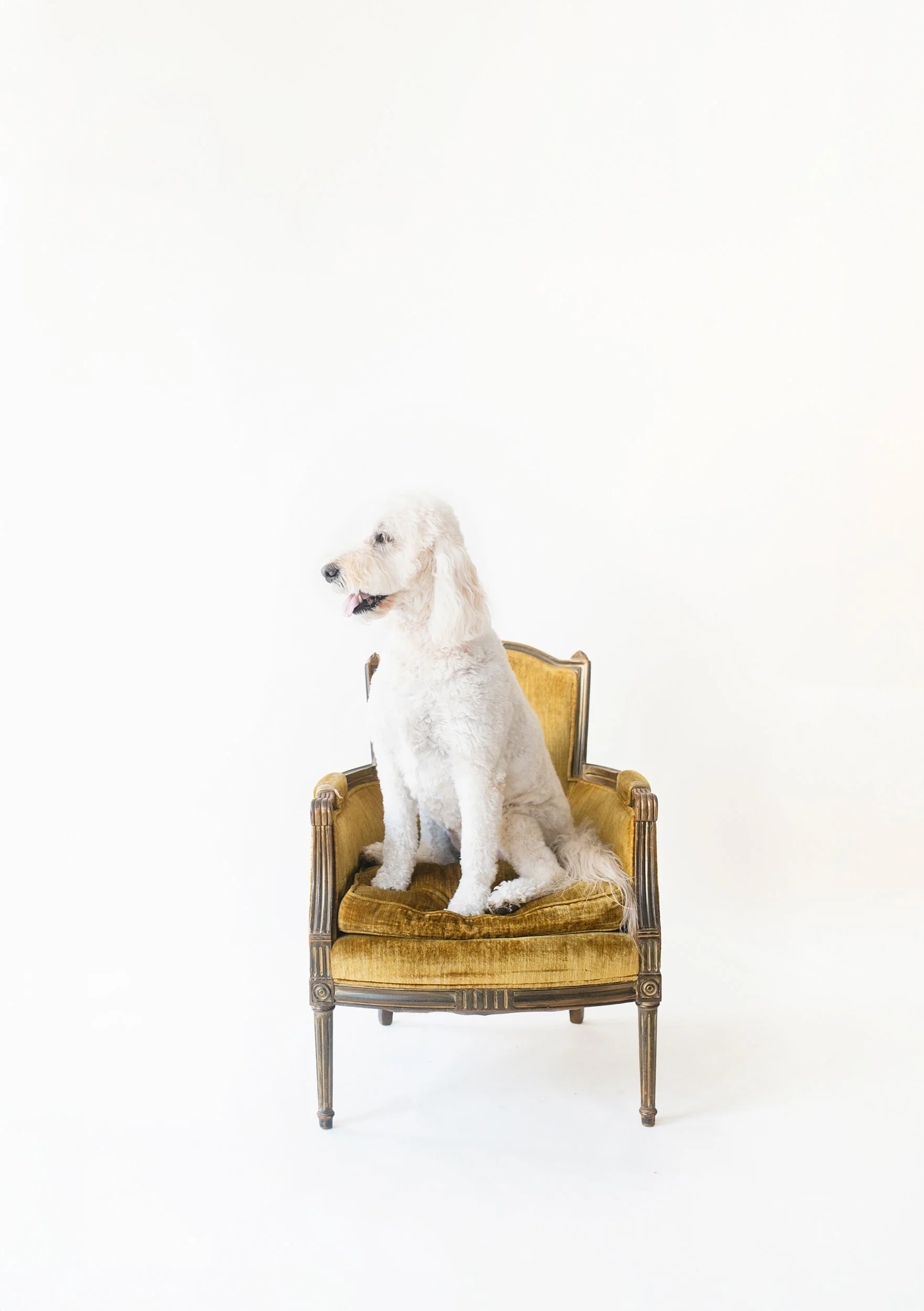 Scottsdale Pet Photographer 086.JPG