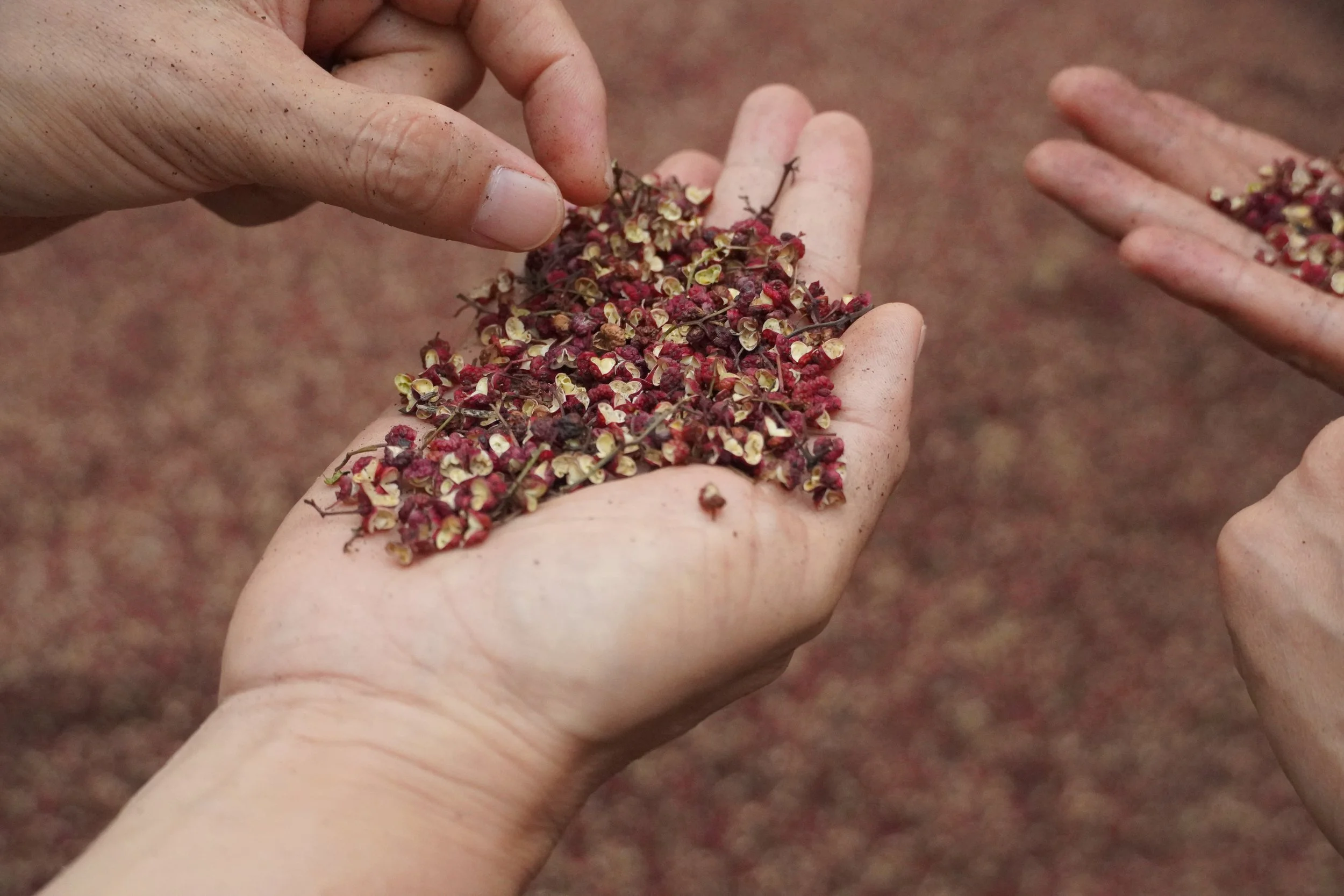 Da Hong Pao of Rushi Spice