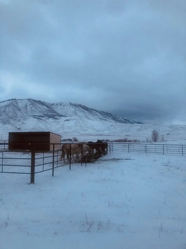 Corral and feeder for horses