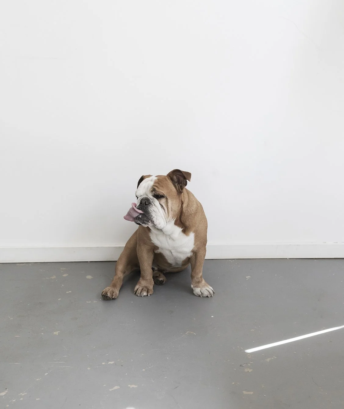 FAWN 18small copy.jpg