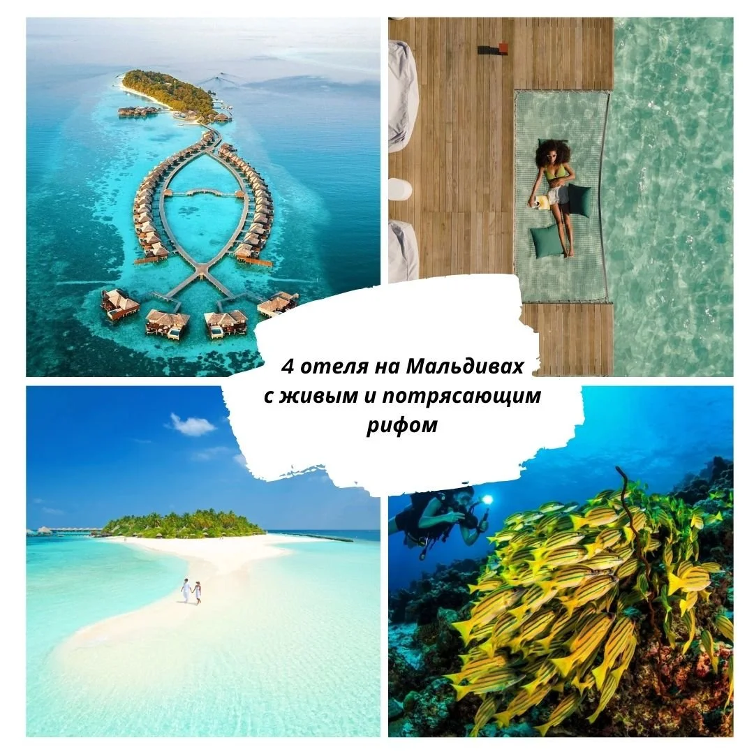 🐠 4 отеля на Мальдивах с живым и потрясающим рифом
Если для вас подводный мир &mdash; это сердце Мальдив, сохраните этот список.
Здесь риф действительно живой, насыщенный и волшебный.
🌿 1. Kuramathi Maldives
Большой зелёный остров, где среди баньян
