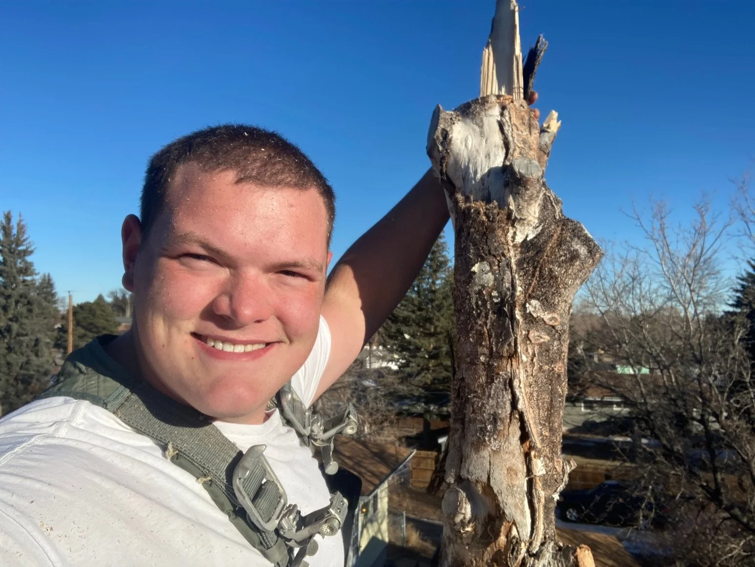 Young man at top of tree cutting it down with blue sky in the background.