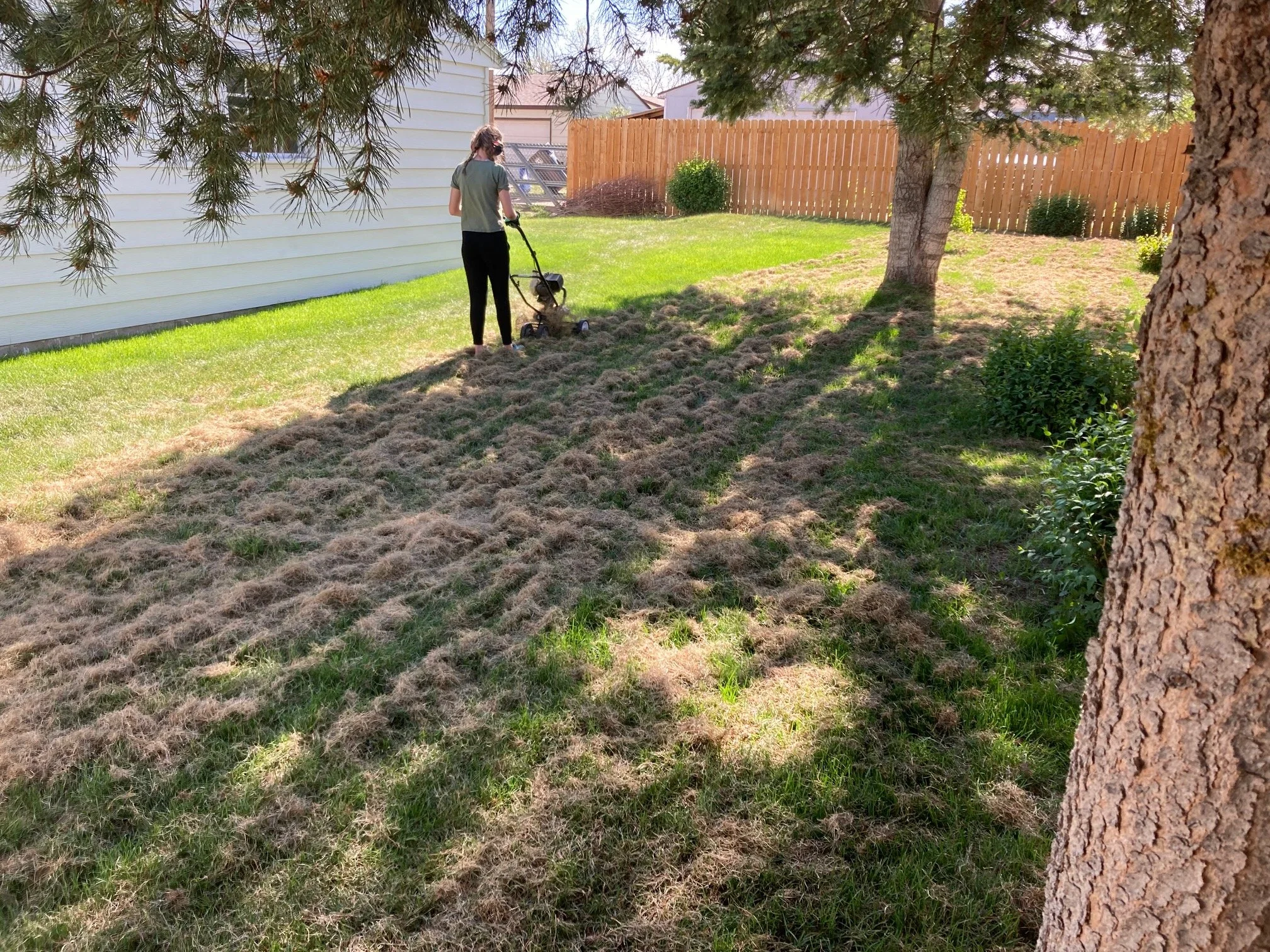 A woman using a grass rake in a backyard with trees and shrubs on a sunny day.