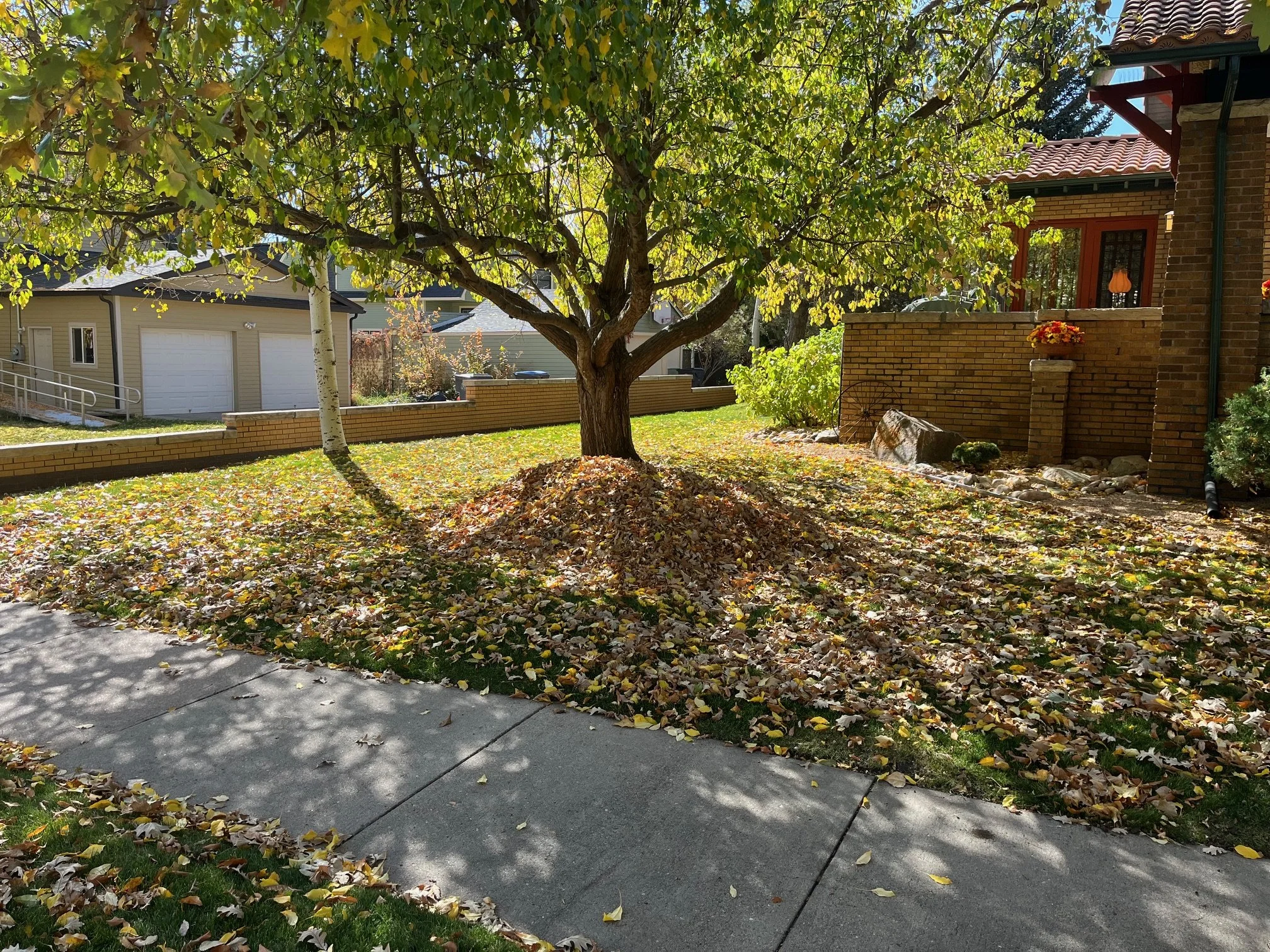 A residential yard with a large tree shedding yellow and brown leaves on the ground and still on the branches. A brick house with a porch and some potted plants is visible on the right, and a beige garage is visible in the background on the left. The sidewalk runs along the front of the yard, with fallen leaves scattered on it.