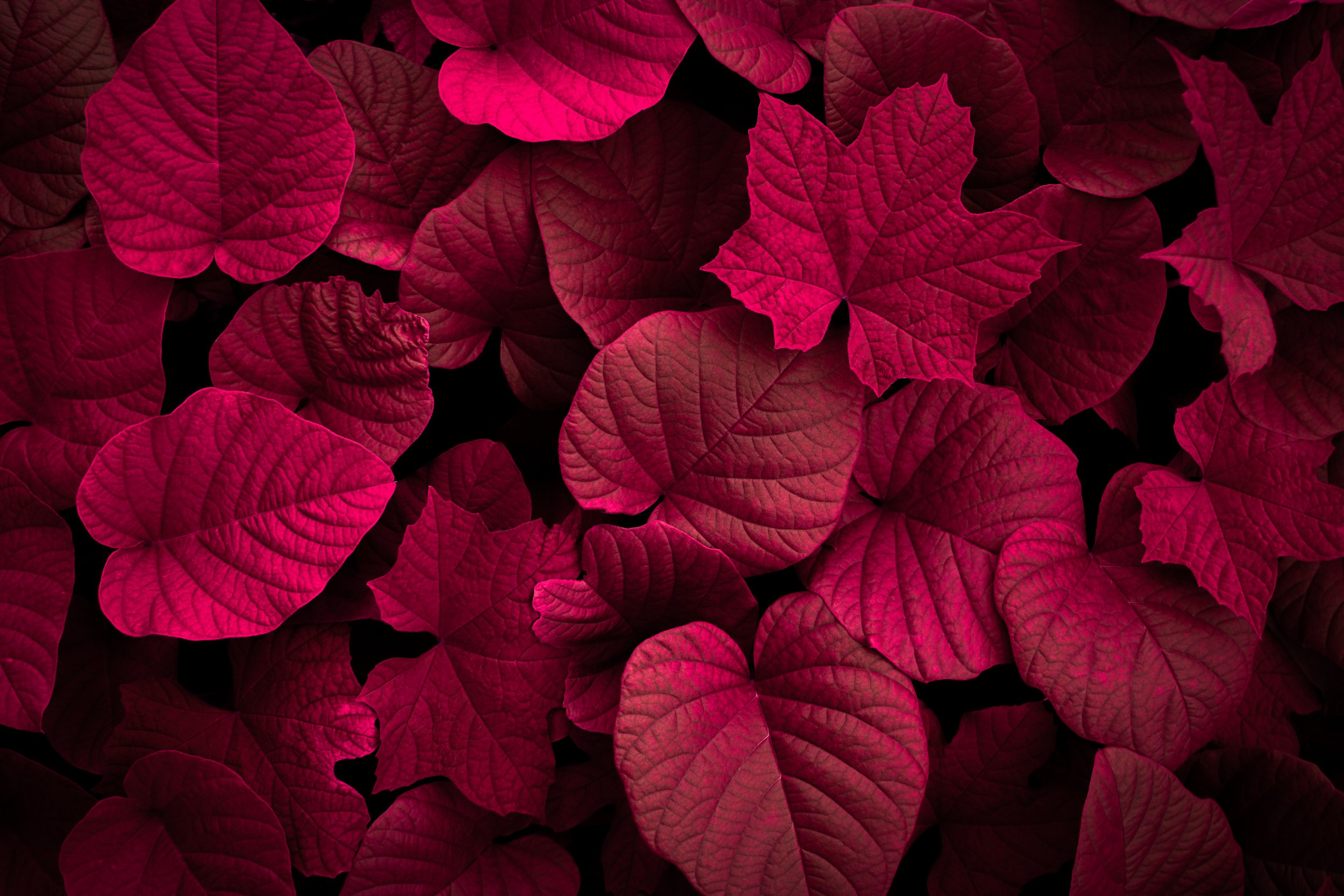 AdobeStock_531683457.jpeg