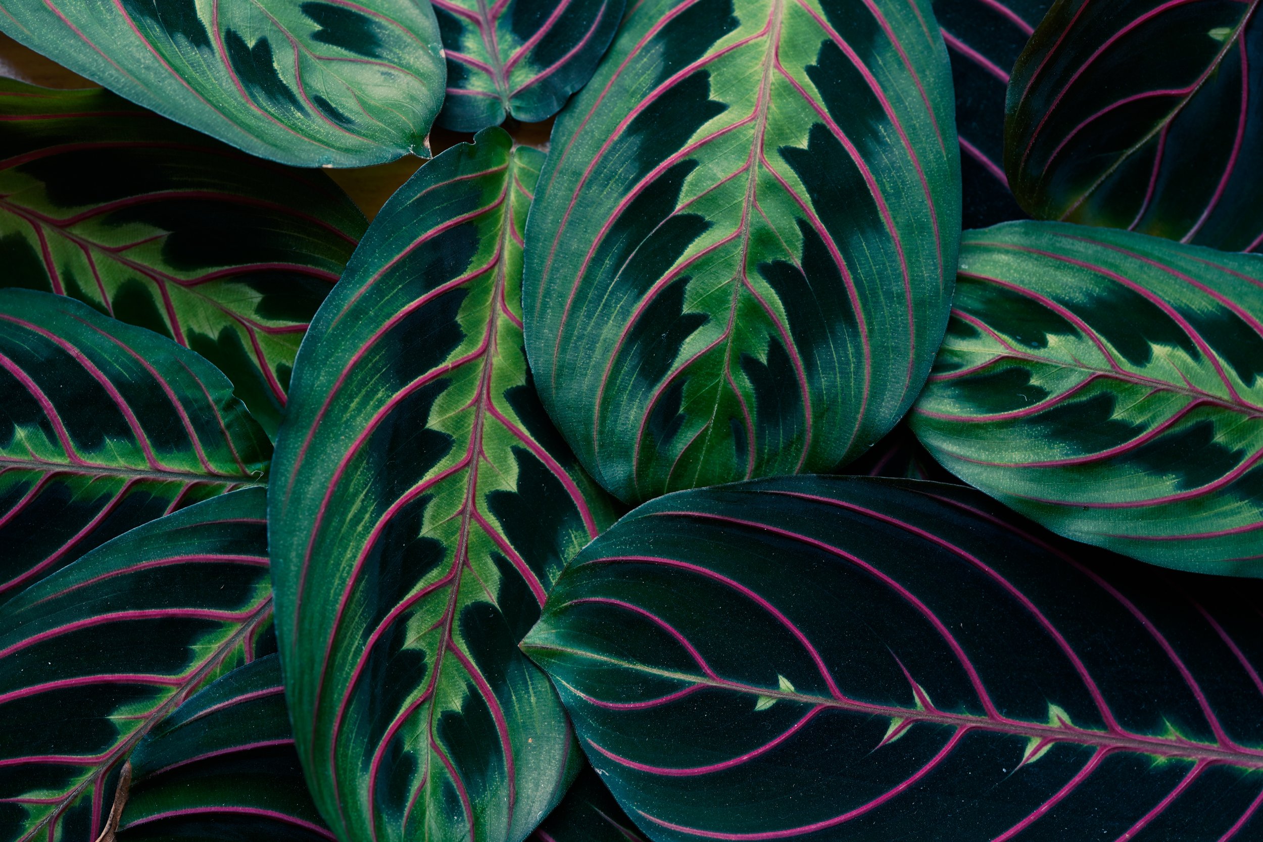AdobeStock_418326027.jpeg