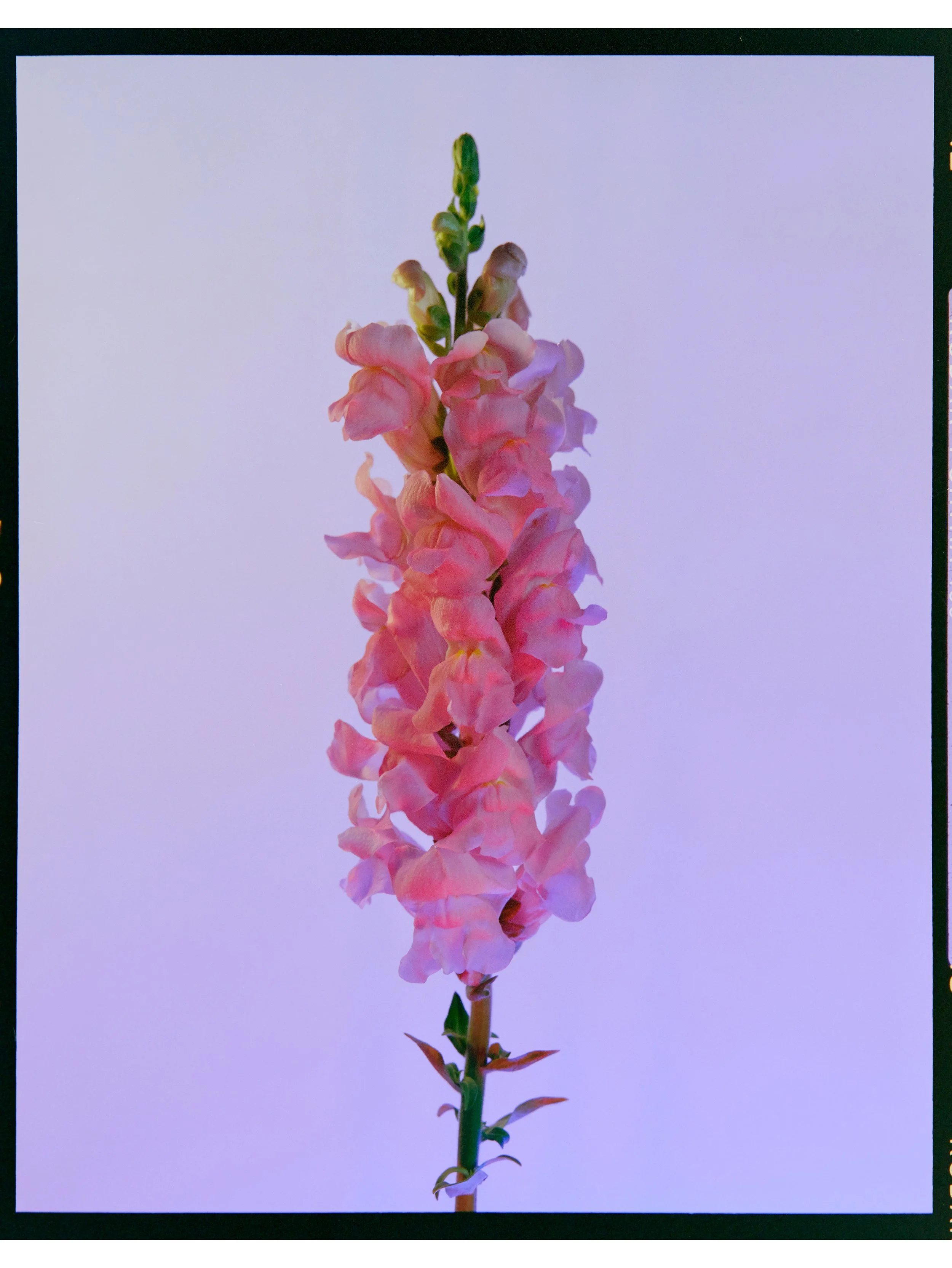 Snapdragon