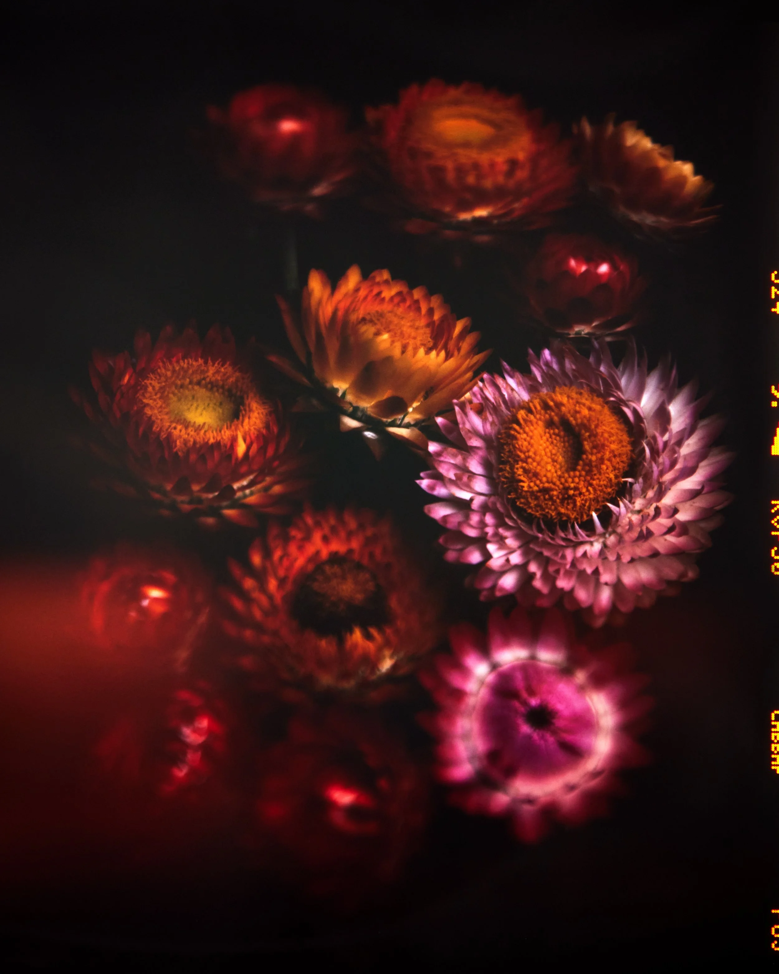 Paper Daisies