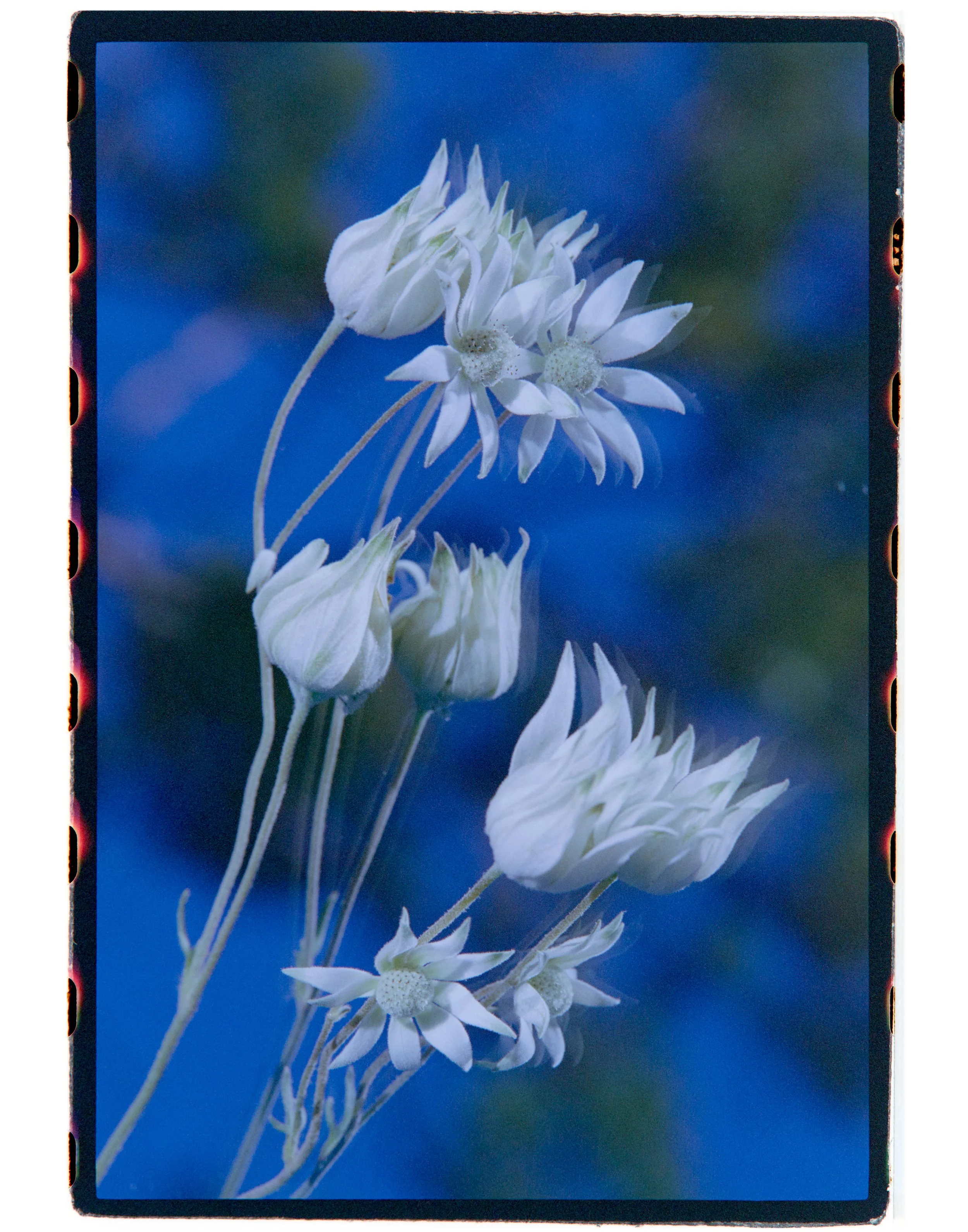 Flannel Flower