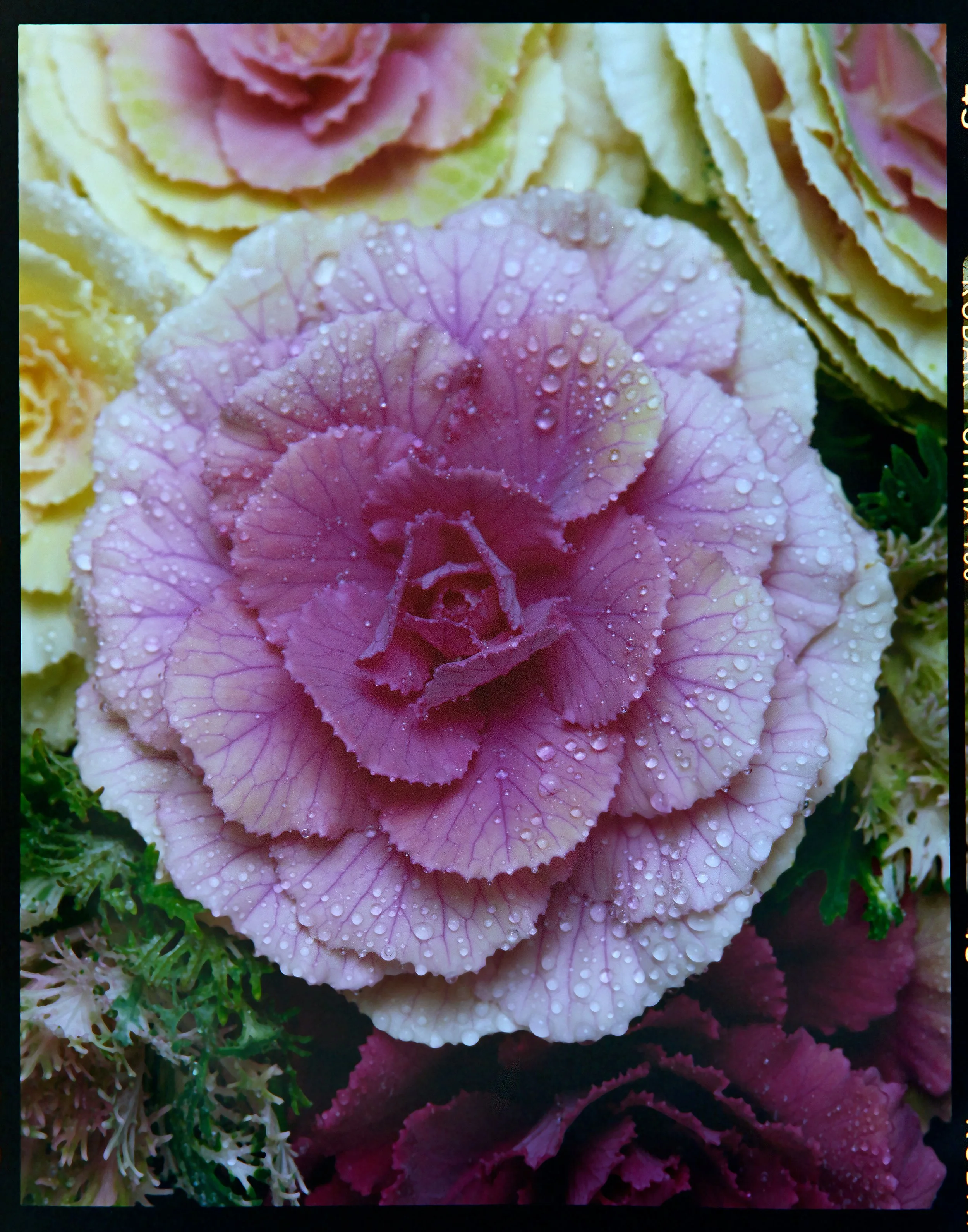 Ornamental Kale