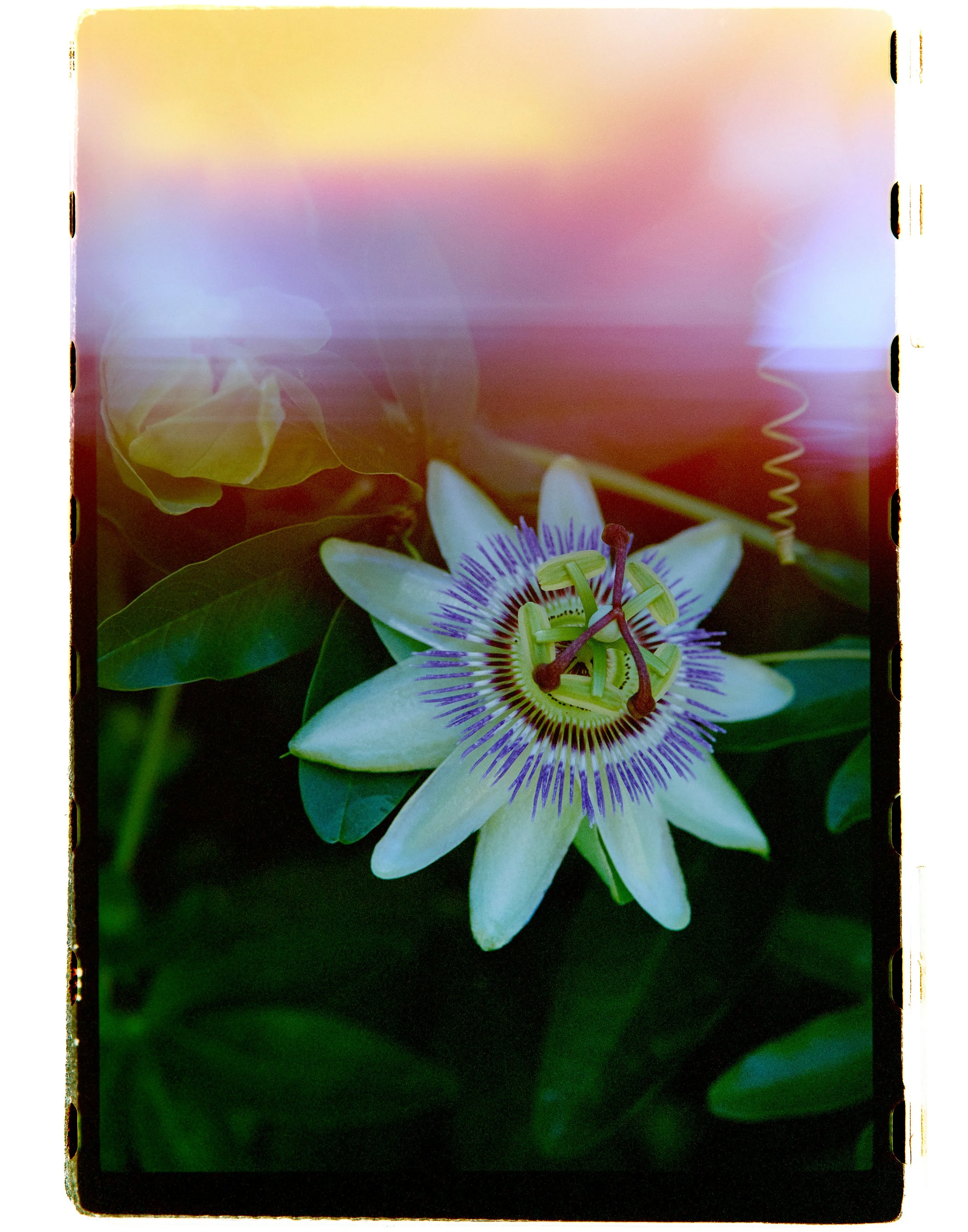 Passion Fruit Flowers