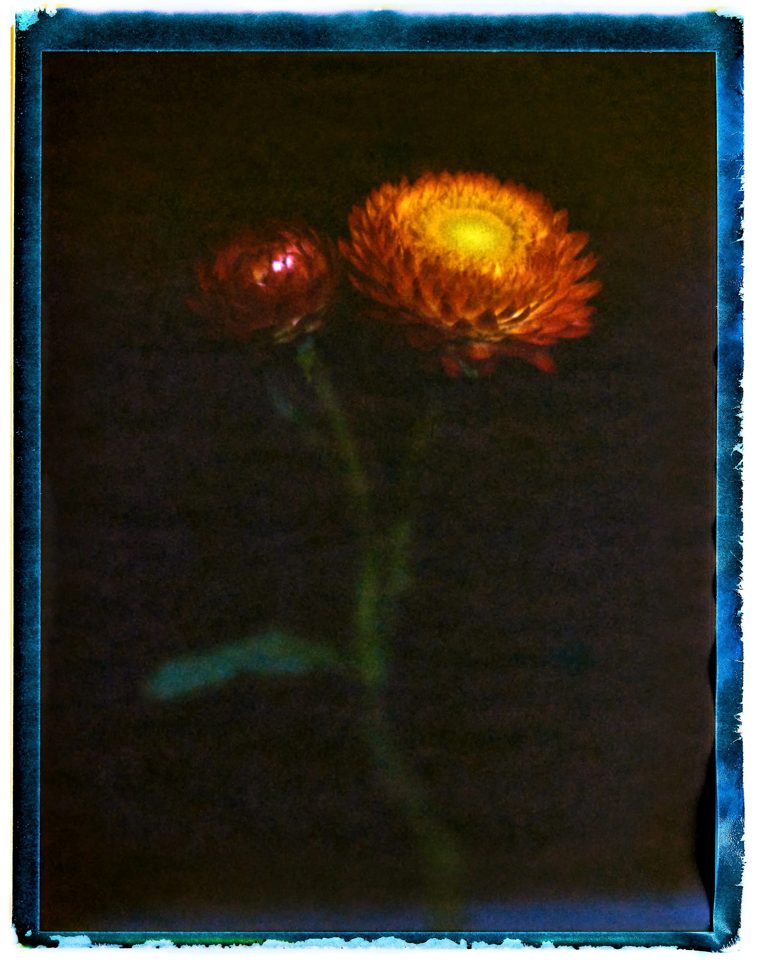 Paper Daisies Polaroid