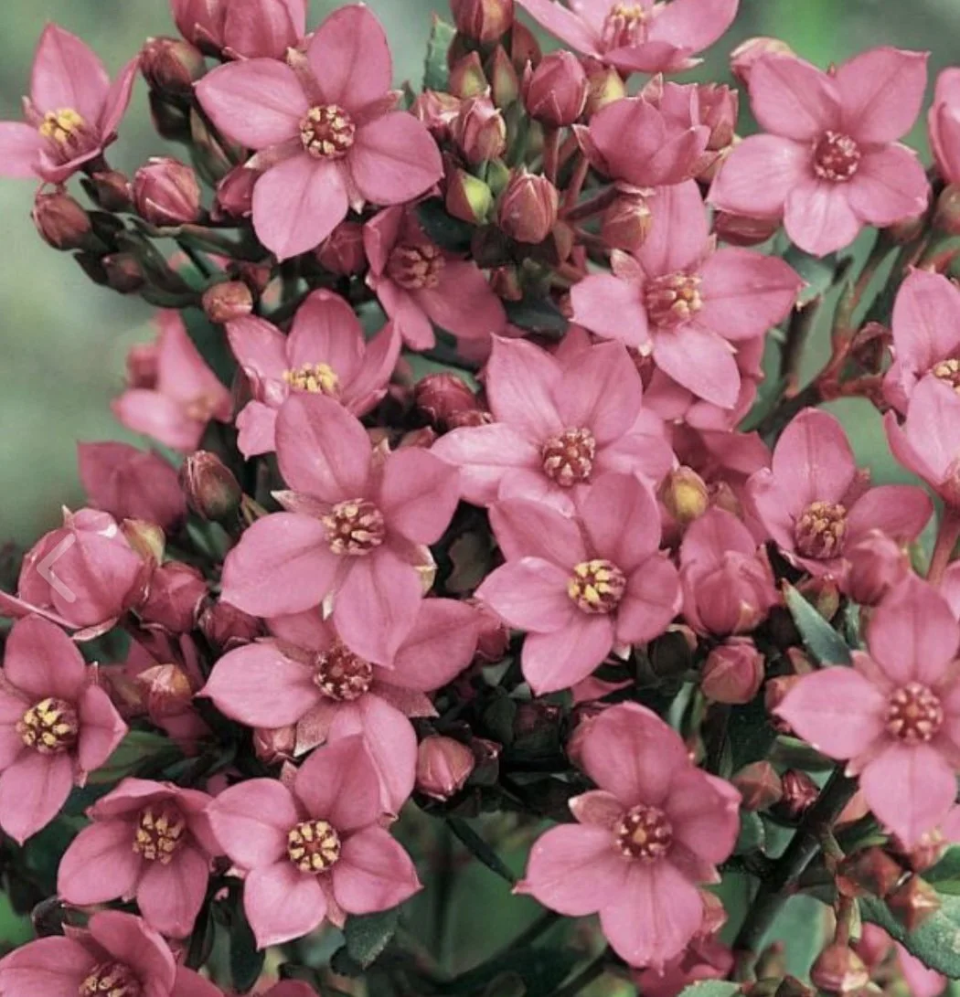 boronia flower.jpg