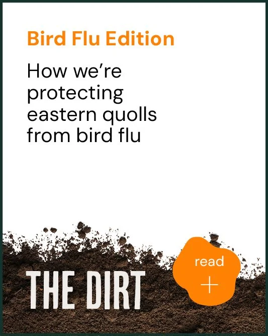 Bird Flu Edition