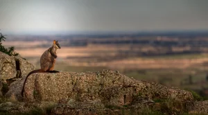 Mt Rothwel Mt Rothwell — Odonata Foundation | We Save Species