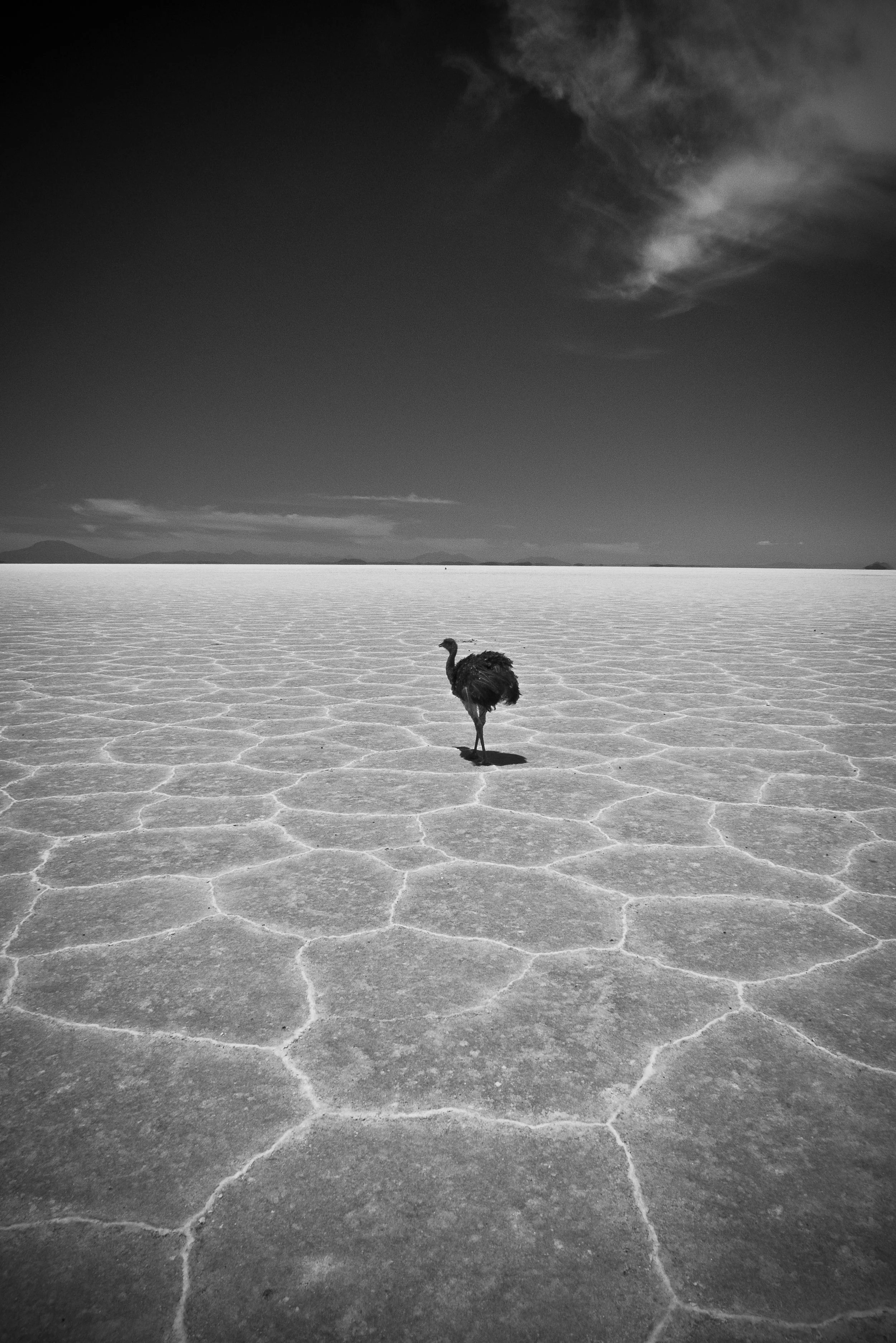 Desolate Elegance: Emu on Salt Flats