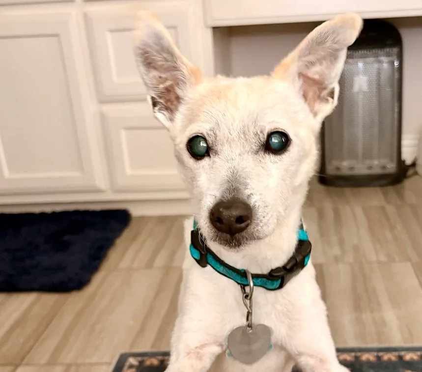 A small white dog with pointy ears and blue-green eyes sitting indoors on a hardwood floor, wearing a blue collar with a tag, in front of a white cabinet and a rug.