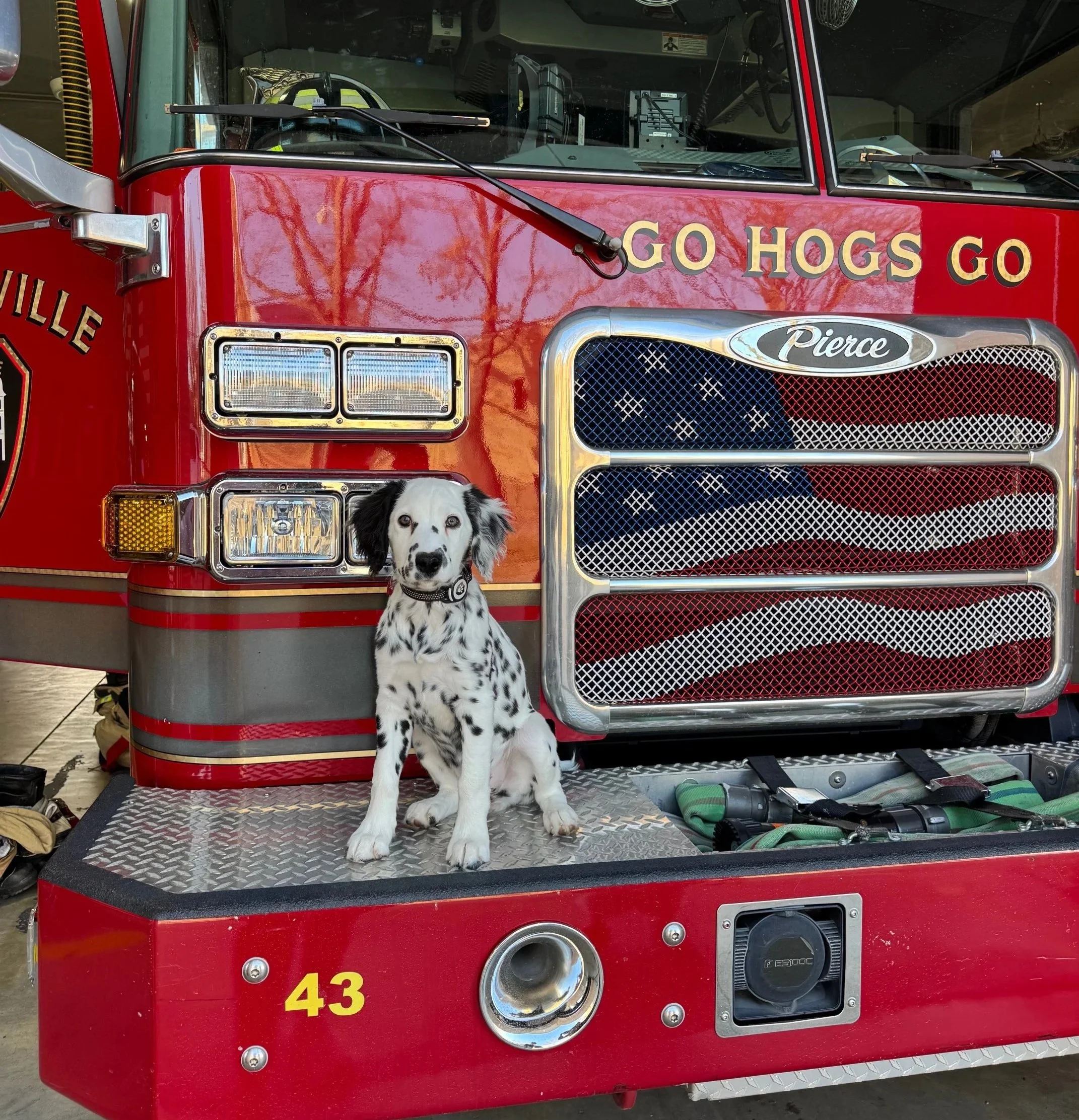 Ash, a long-haired Dalmatian puppy and Fire Education Dog in training, sitting on a Fayetteville fire truck in Northwest Arkansas.