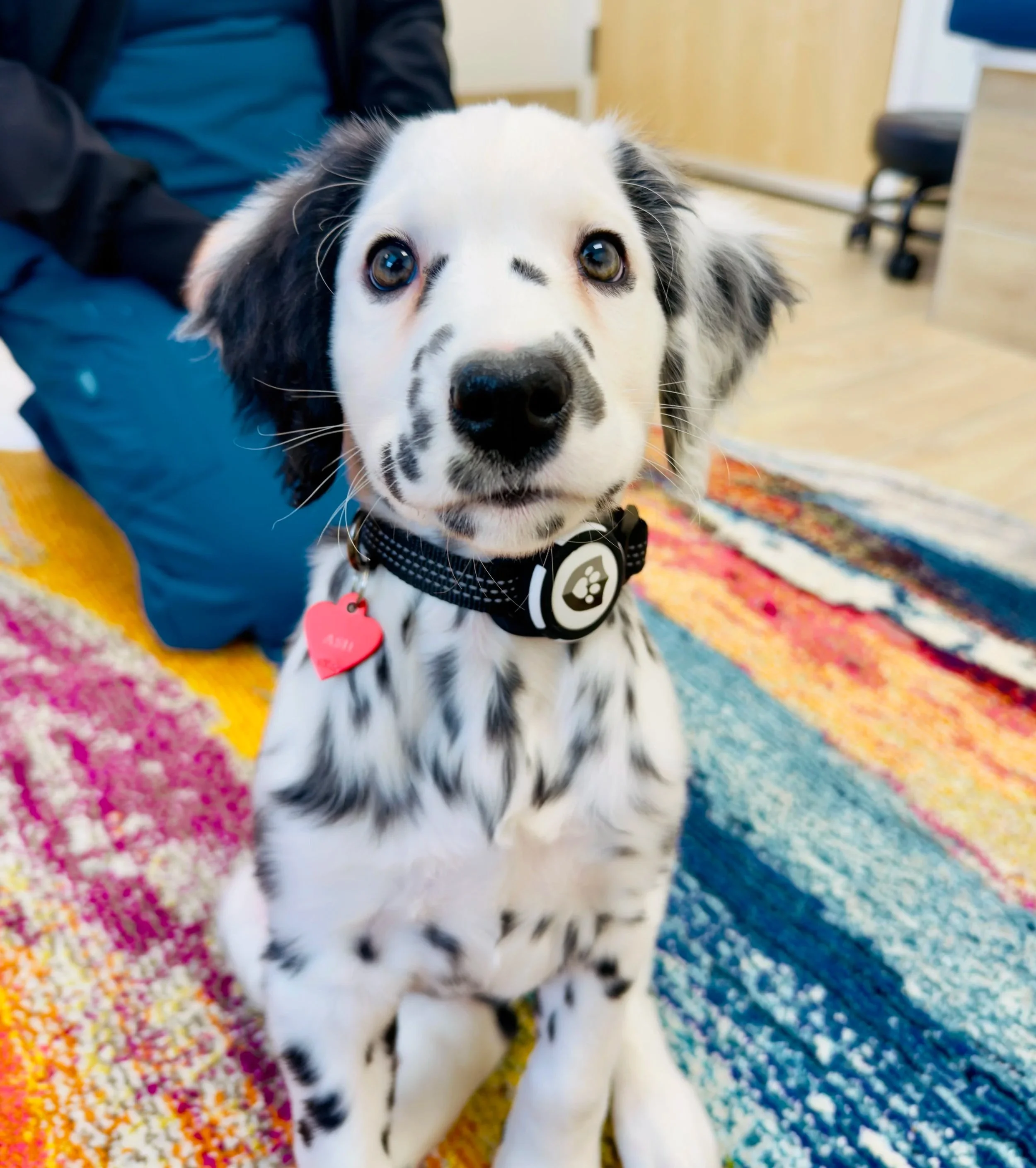 Ash at her first veterinary visit in an exam room at Fayetteville Veterinary Care in Northwest Arkansas.