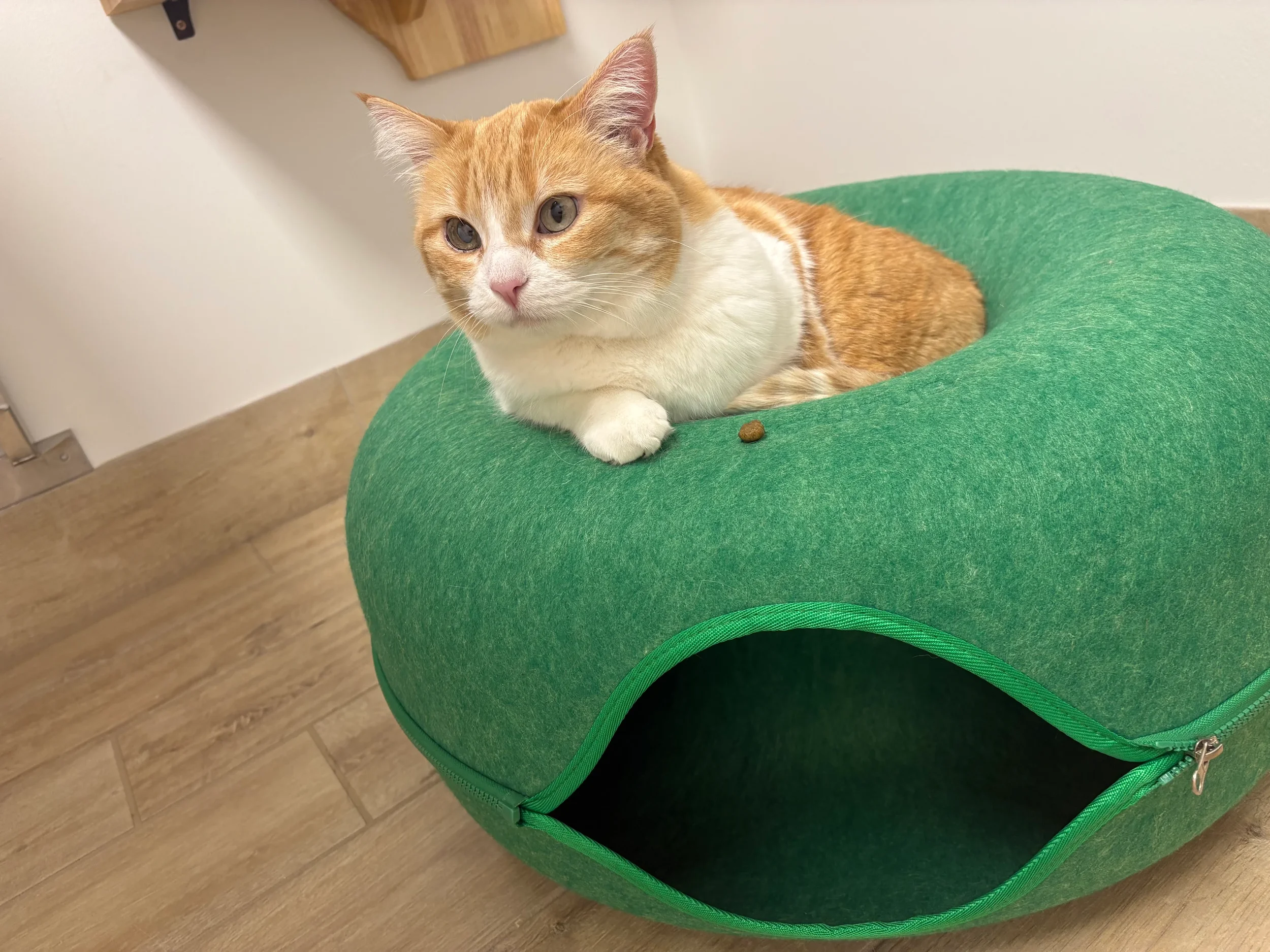 An orange and white cat resting on a green, dome-shaped pet bed with an open section, on a wooden floor at Fayetteville Veterinary Care.
