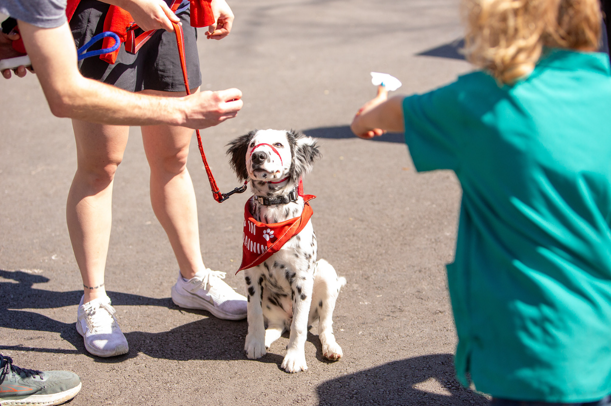 Ash, a long-haired Dalmatian puppy, practicing early puppy socialization at Fayetteville Veterinary Care’s "Meet the Team" Open House event in Northwest Arkansas.