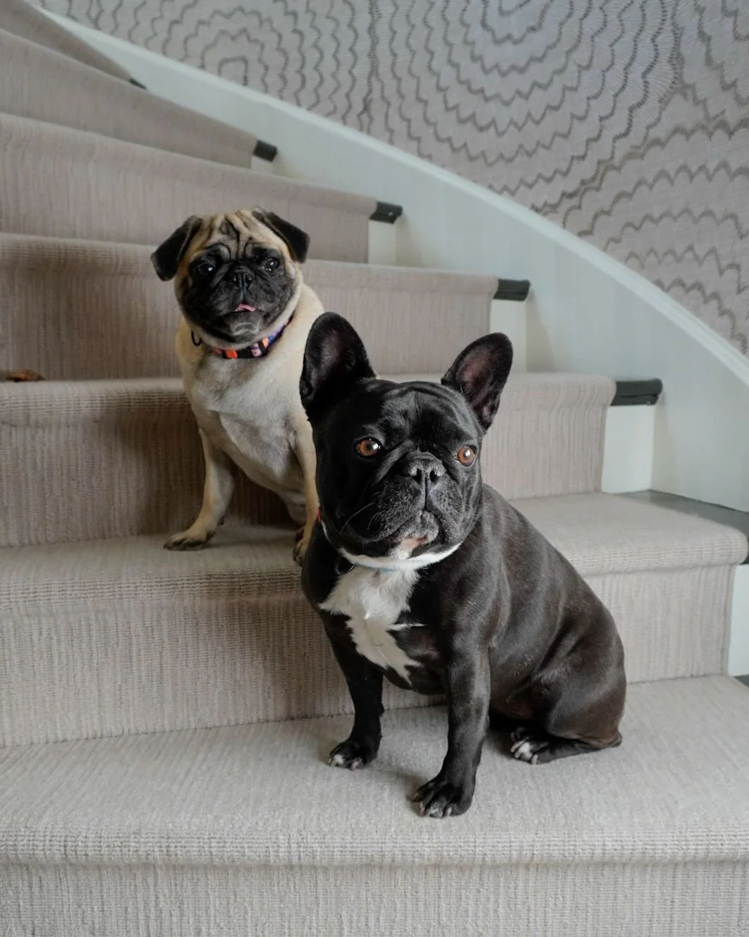 Two French Bulldogs sitting on a staircase with beige carpeting, one fawn-colored and the other black with white markings, looking directly at the camera.