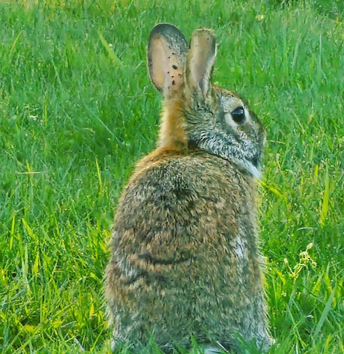 I saw one of my buddies today #cute #bunny #airbnb  #vrbo  #camping #airbnbhost #airbnbhomes #staycation #dmv  #cottage  #chesapeakebay #ridge acreshomes  #StMaryscounty  #bayview #dmvairbnb #dmvvrbo