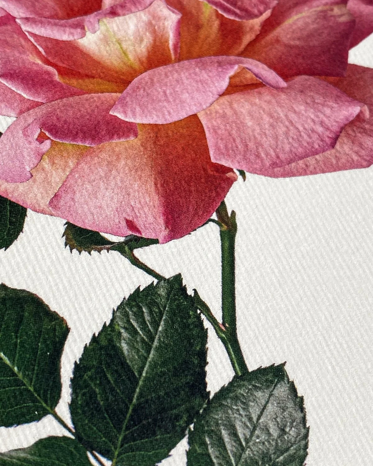 Pinkrose_card_detail.jpg