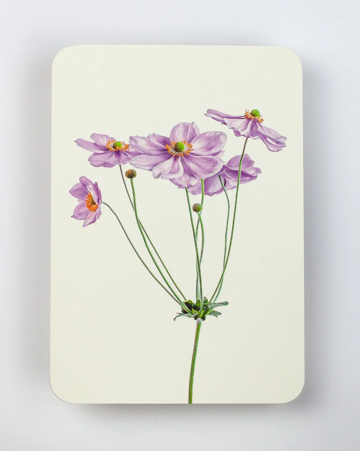 Anemone_card1.jpg