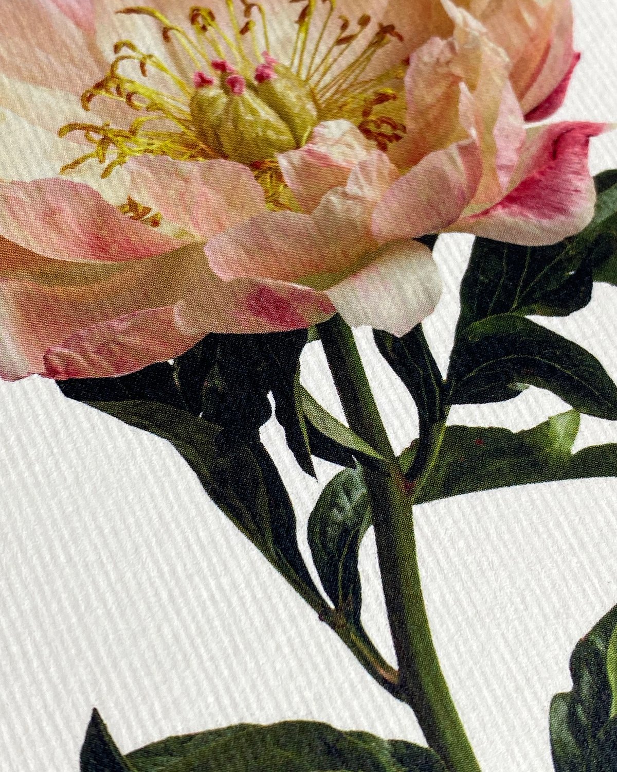 Peony_card_detail.jpg