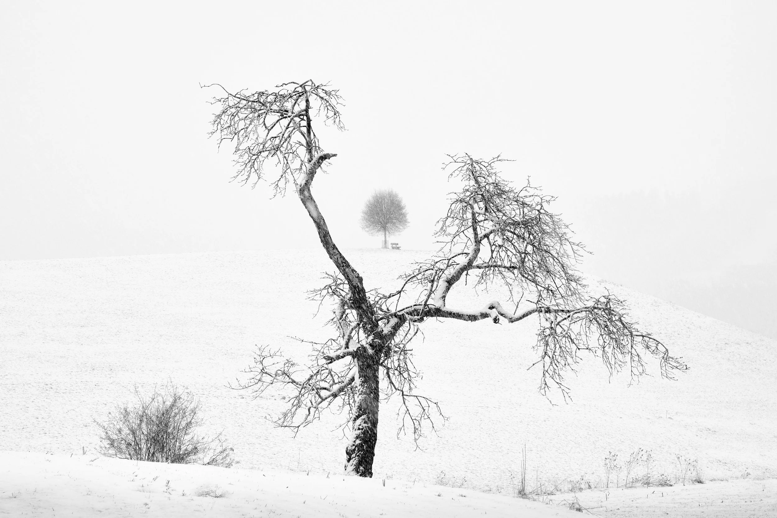 3th place by Jürg Scheidegger