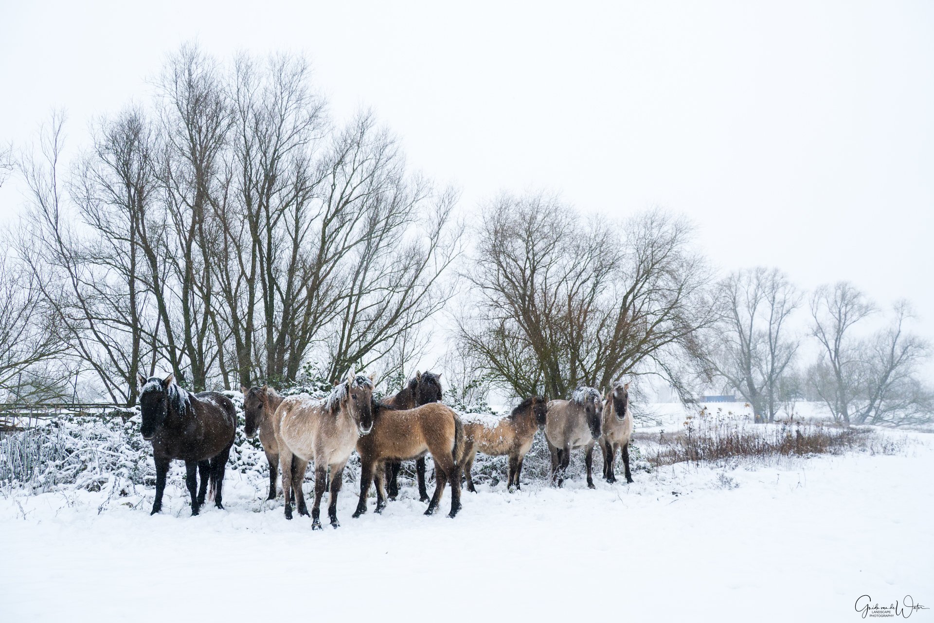 A group of horses standing on snow-covered ground.