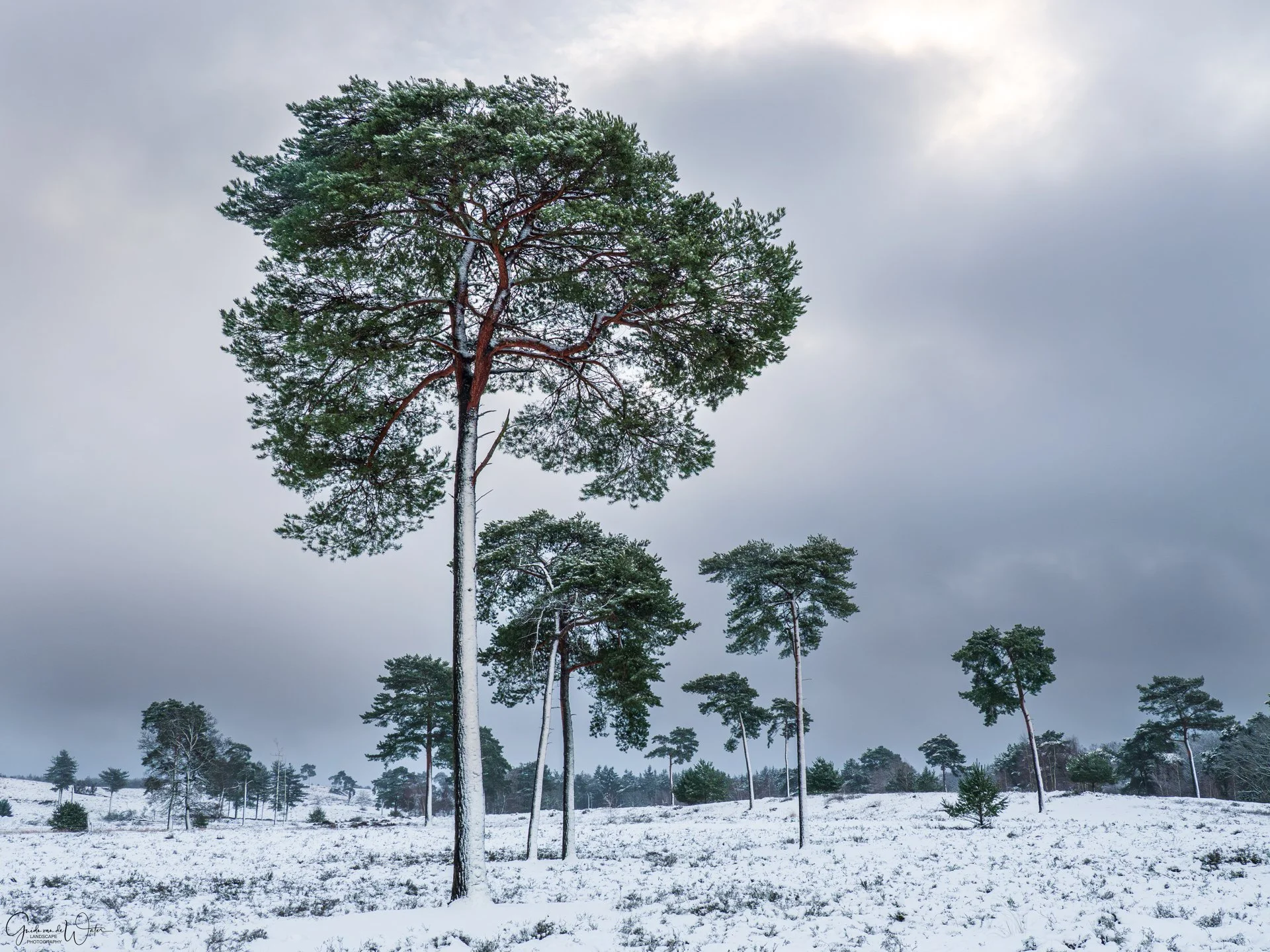 Snow-covered landscape with tall pine trees under cloudy sky.