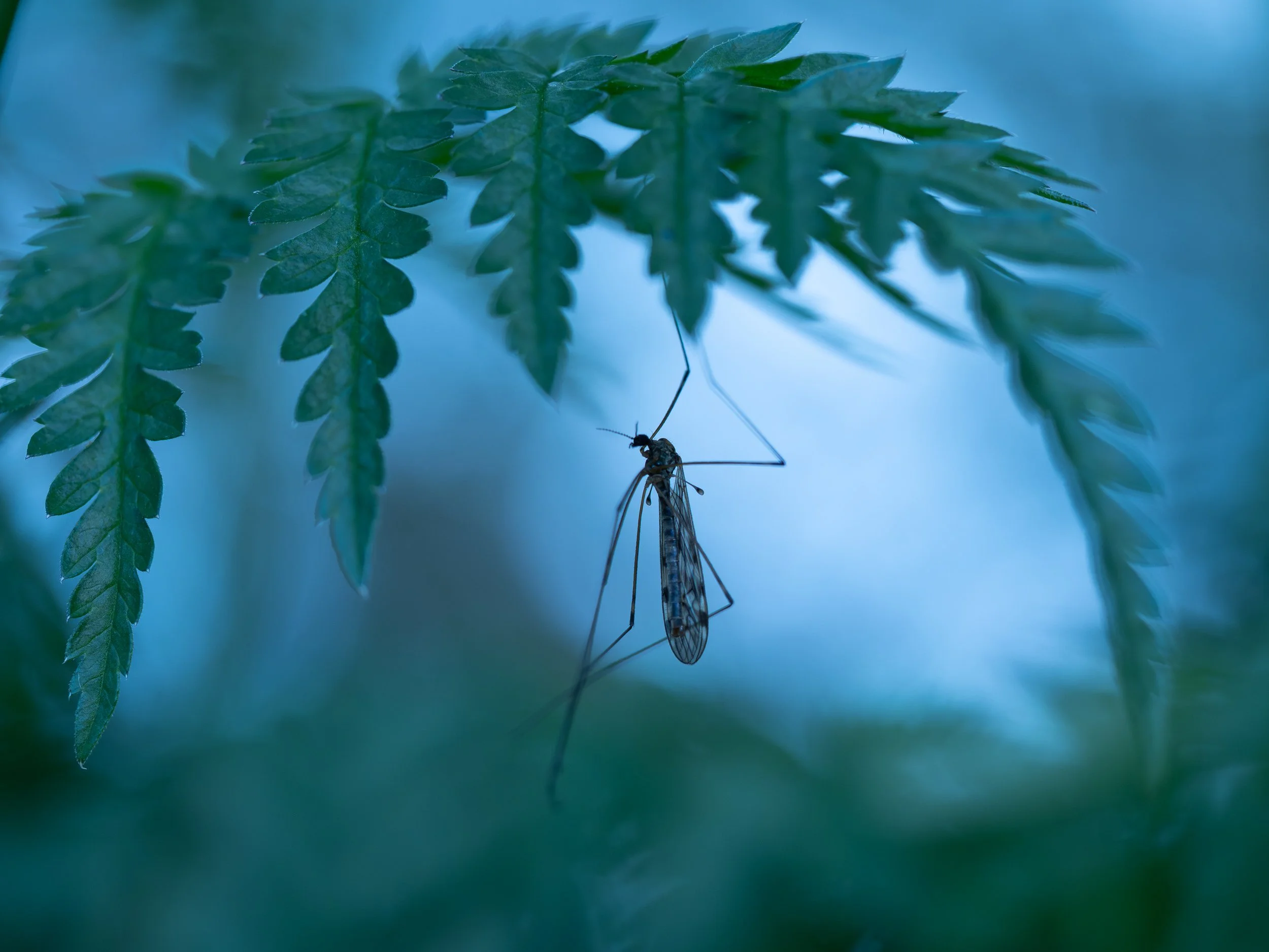 Irina Protchenko Insects-Irina-Protchenko-Under+The+Leaf.jpg