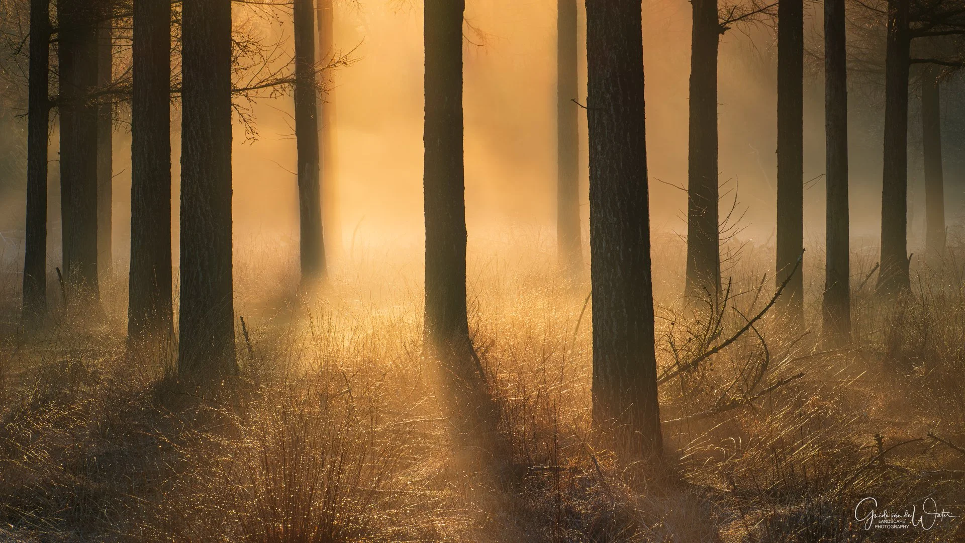 A forest with tall trees illuminated by warm sunlight filtering through the trees, with the ground covered in dry grass and sparse bushes.