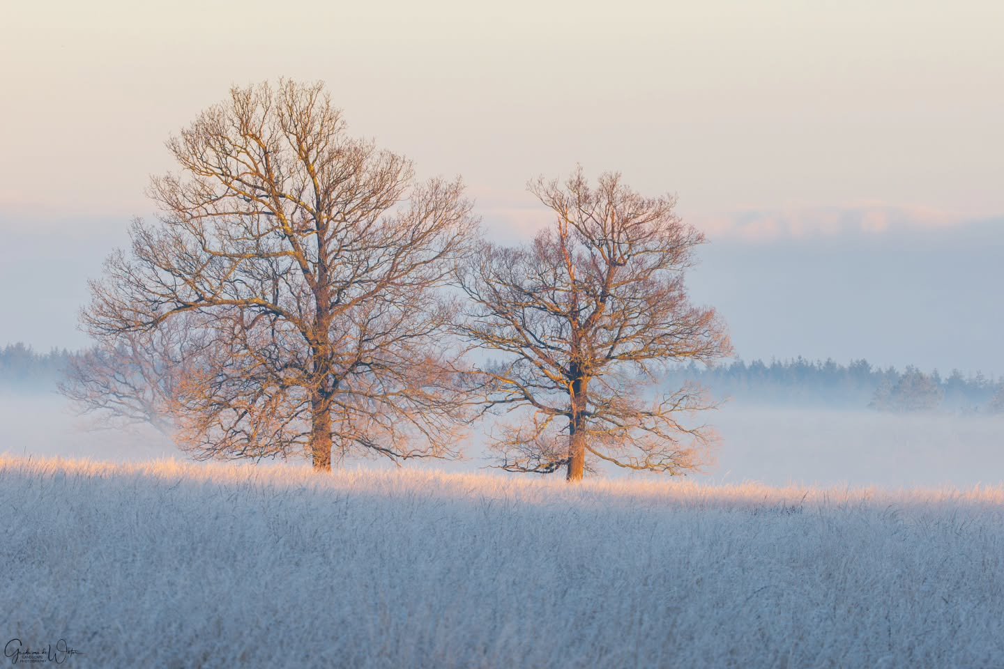 Two lit up trees during sunrise. Watch my latest YouTube video to see this whole trip. Link in my bio! OM System OM-1 mkii 150-400 f4.5pro, 300mm, f8 iso200, 1/80s
#omdigitalsolutions 
#omsystemcameras 
#omsystemambassador 
#omsystemJapan 
#omsystemf