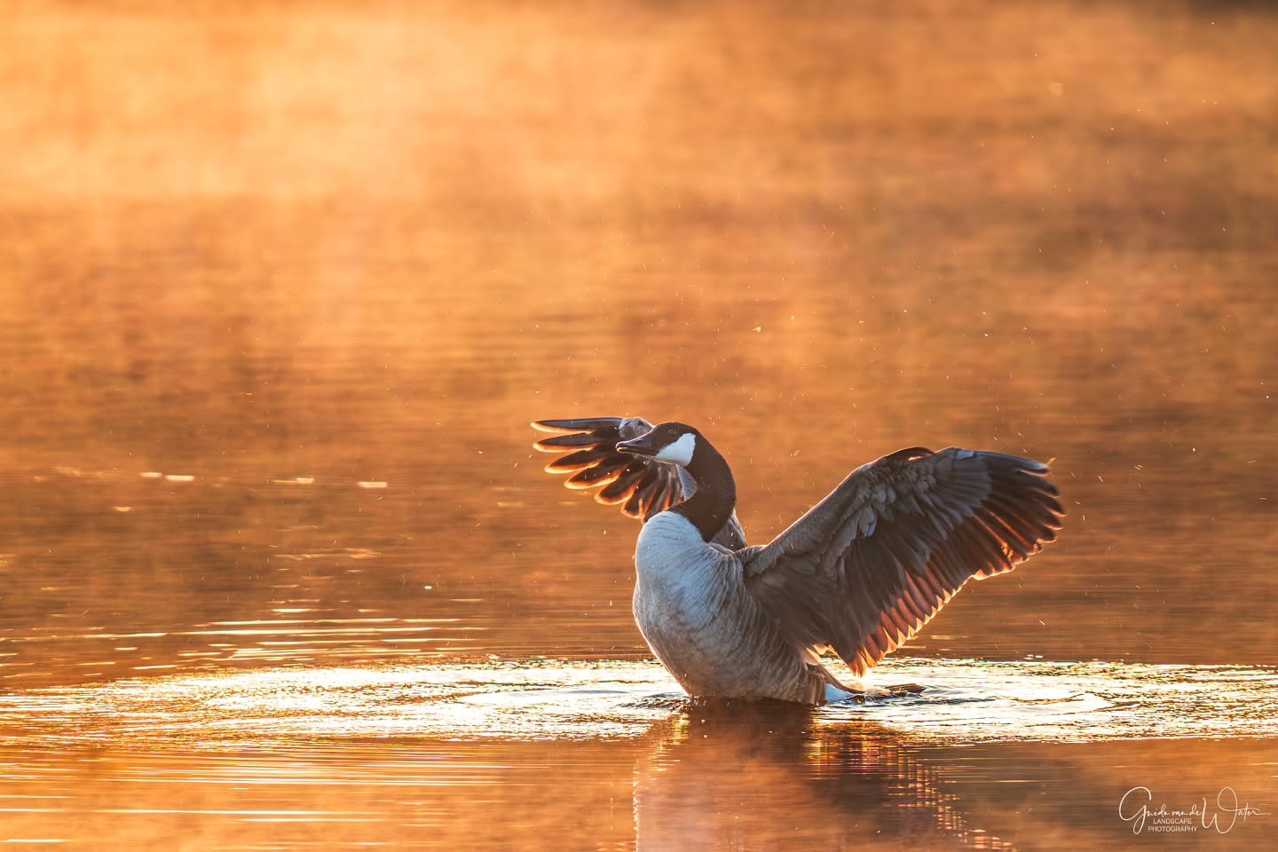 Geese in early morning fog. Watch my YouTube channel to see how I capture all these images on location. Link to the channel in my bio! OM System OM-1 mkii, 500mm, iso200, f5.6, 1/250s.
#omdigitalsolutions 
#omsystemcameras 
#omsystemambassador 
#omsy
