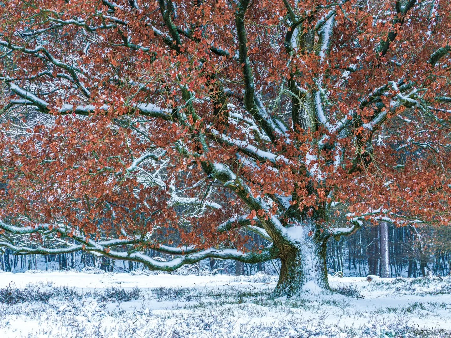 Autumn / winter collaboration. Watch how I catured this and all other images from this trip in my latest YouTube video on my landscape - nature photography channel. Link in my bio. OM system OM-1 MKII, 50-200 F2.8 PRO, 100MM, F5.6, ISO200, 1/10S
#oms